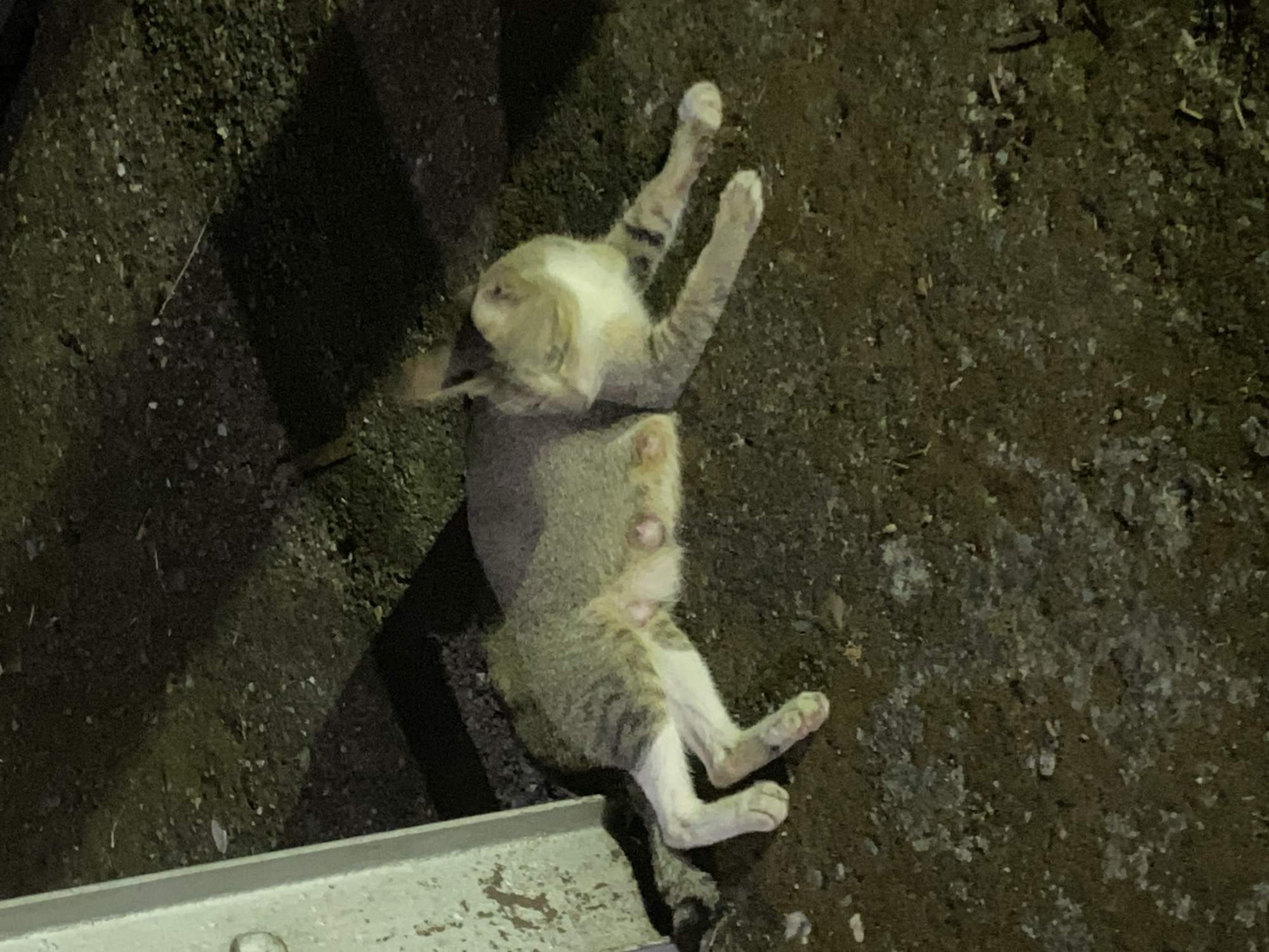 The image shows a tabby cat lying on the ground next to a light-colored, weathered pole. The cat is positioned on its side with its legs extended. The ground appears to be a mix of dirt, small stones, and debris. Shadows are cast on the ground from an unseen light source. The scene is dimly lit, suggesting it was taken at night or in a shaded area. There are no people or other animals visible in the image. The environment suggests an outdoor, possibly urban, setting. No specific details of Banda Aceh, Indonesia are discernible from the image itself.