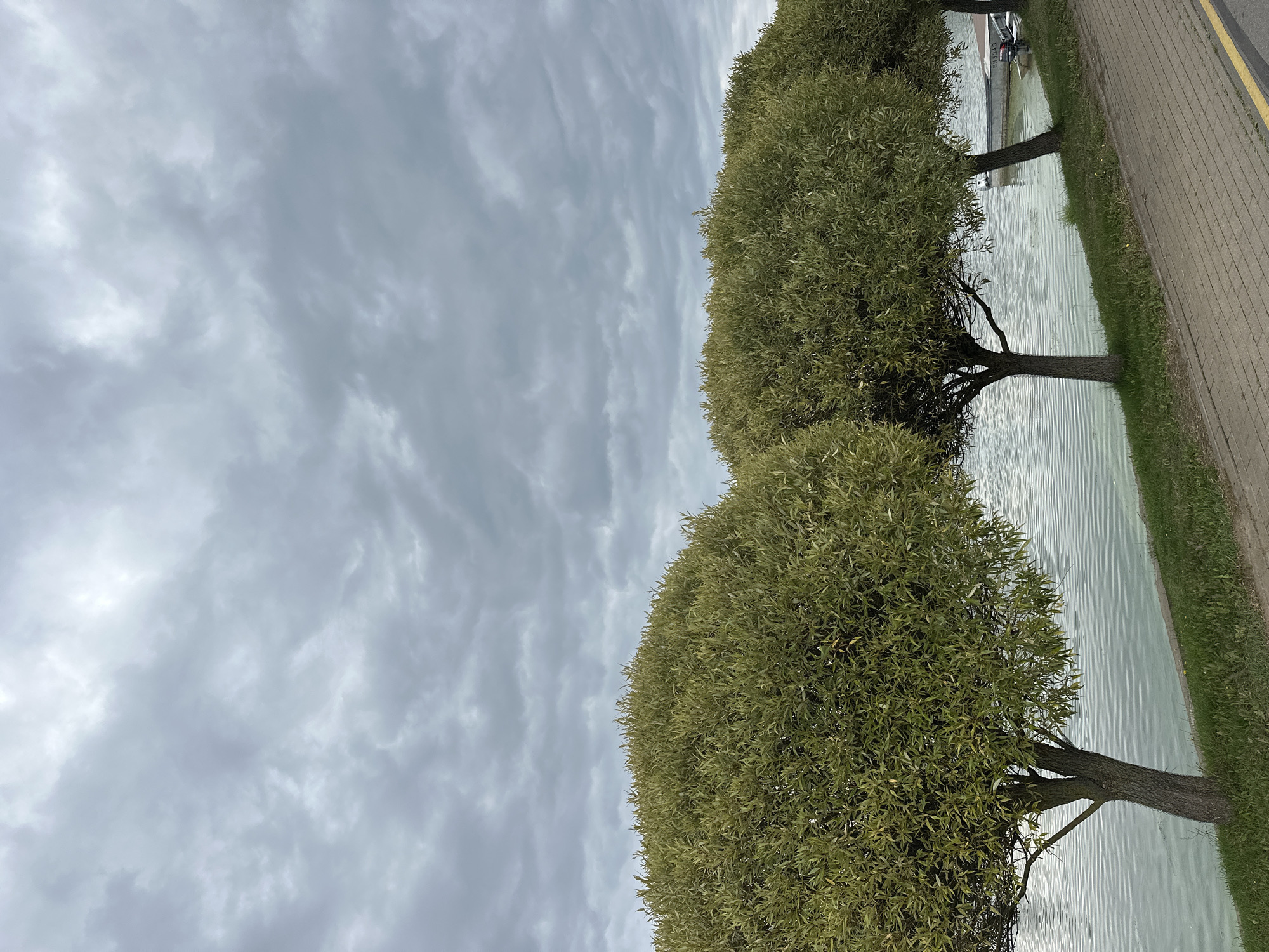 The image depicts a row of four rounded willow trees lining a paved walkway next to a body of water. The sky is overcast with gray clouds. The water appears calm with small ripples and has a greenish tint. In the distance, on the water, a small boat with an outboard motor is visible. The trees are in full leaf, and the grass adjacent to the walkway is green. The paved walkway is made of interlocking bricks. The scene is likely a park or waterfront area in Minsk, Belarus, given the characteristic overcast weather and common landscaping features. There are no people visible in the image.