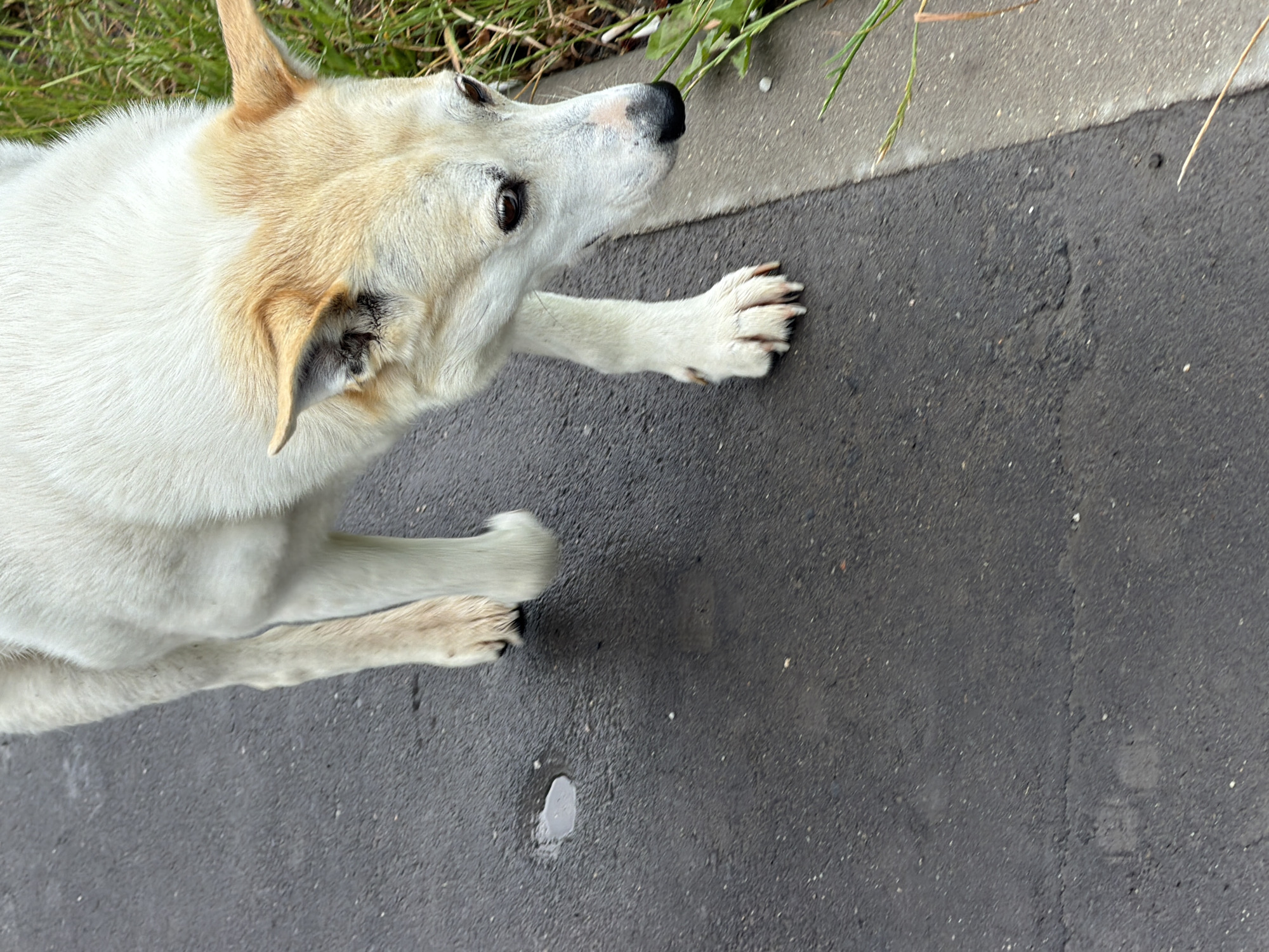 A medium-sized, light-colored dog with tan markings on its head and ears walks on an asphalt surface next to a patch of grass. The dog is looking down towards the ground. The scene appears to be outdoors, with a portion of a paved walkway or road visible, along with some greenery. There is a small puddle of water on the asphalt. No people are present in the image. The location is identified as Shcherbinka, Russia.