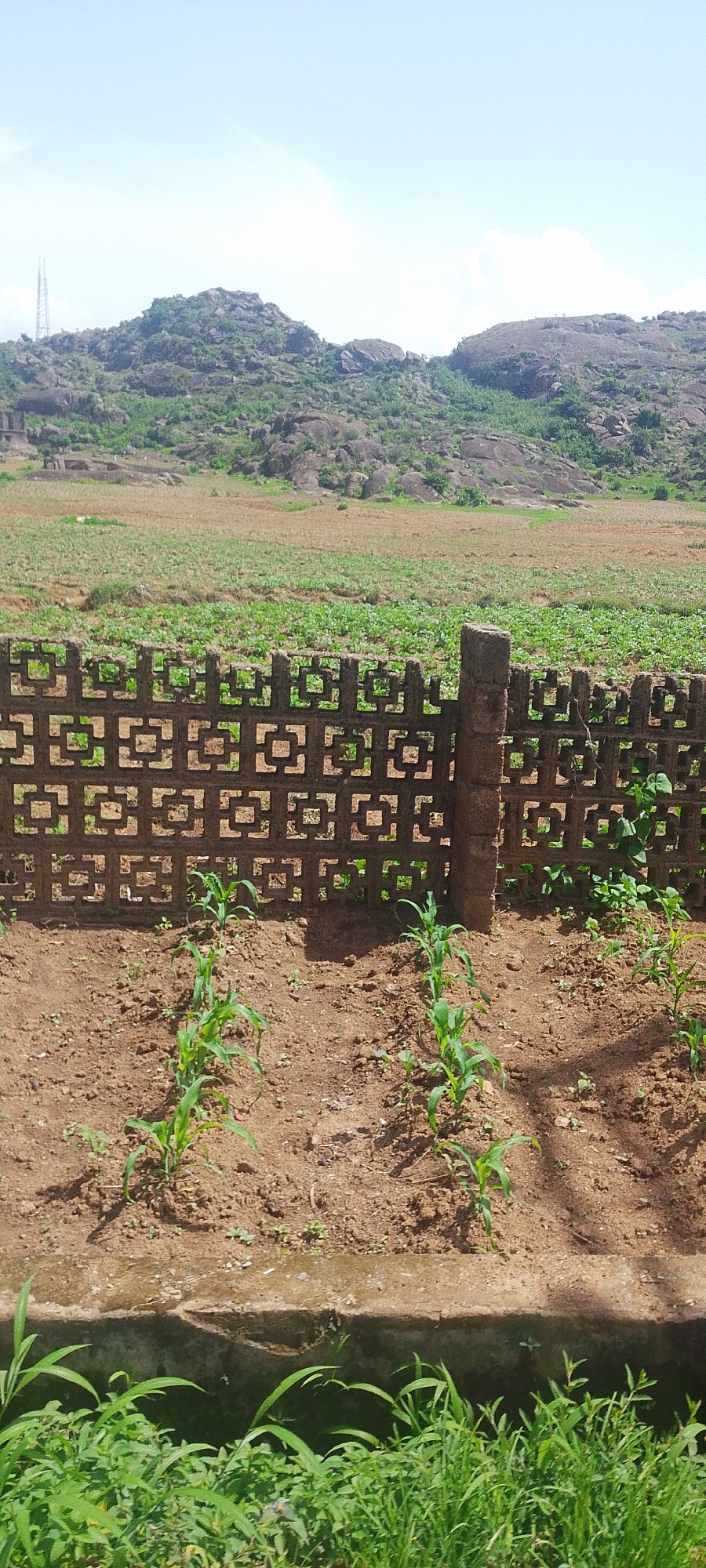 The image depicts a rural scene in Jos, Nigeria, under a bright, partly cloudy sky, suggesting daytime. The foreground features a newly planted garden with several young corn stalks growing in brown soil. A low, decorative concrete fence with a repeating square pattern separates this garden from a larger field in the middle ground. This field is covered with low-lying green plants, possibly crops.
In the background, rolling hills dominate the landscape, covered in rocks and sparse green vegetation. A tall, lattice-like metal structure, possibly a telecommunications tower, is visible on the crest of one of the hills, hinting at the presence of infrastructure in the area. The overall setting is agricultural and somewhat arid, characterized by the rocky terrain and cultivated fields. No people are visible in the image, and there is no visible text. The scene conveys a sense of a developing agricultural area with a backdrop of natural, rugged landscape.