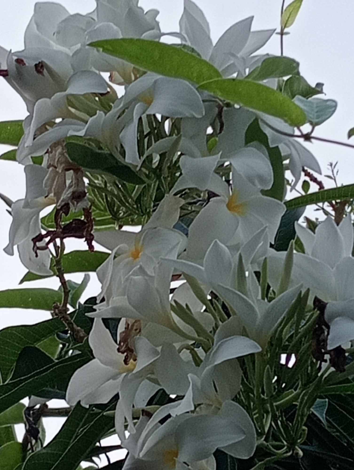 The image depicts a cluster of white plumeria flowers with green leaves and a light sky in the background. The flowers are in various stages of bloom, with some fully open and others still in bud. The petals are delicate and ruffled, with hints of yellow in the center of some of the blossoms. The leaves are broad and glossy, providing a vibrant contrast to the white flowers. The overall impression is one of natural beauty and tranquility. The scene is likely located in Baratpayaitek, Indonesia, a region known for its lush vegetation and tropical climate, which are ideal for plumeria cultivation.