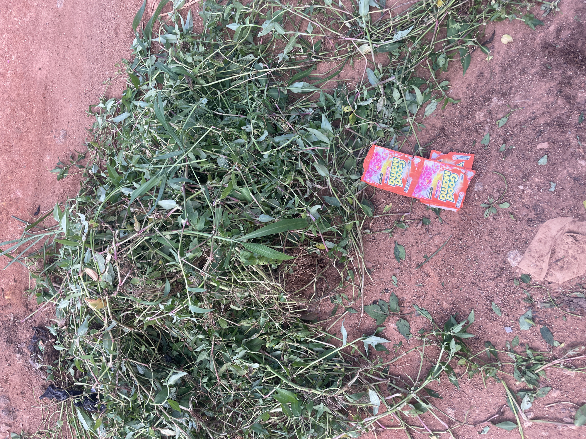 The image shows a pile of uprooted weeds and vegetation lying on reddish-brown dirt. The vegetation is predominantly green with some stems showing a reddish-purple hue. Among the weeds, two small orange packets are visible. The text on these packets reads "Good Mama" in white lettering, and below that, "Floral Bliss" and "NEW". One packet appears to be partially covered by the other.
The scene suggests an outdoor location, likely a yard or an unpaved area. The ground is composed of loose dirt and small stones, characteristic of a dry or arid environment. The lighting suggests it is daytime, with no indication of specific weather conditions. The composition of the image is from a top-down perspective, focusing on the ground and the debris. There are no people or animals visible in the image. The overall impression is one of tidying up or clearing an area. The presence of the "Good Mama" packets might indicate they were discarded among the weeds or were perhaps part of the debris being cleared. The context of Udu, Nigeria, suggests this scene is likely in a tropical or sub-tropical region.