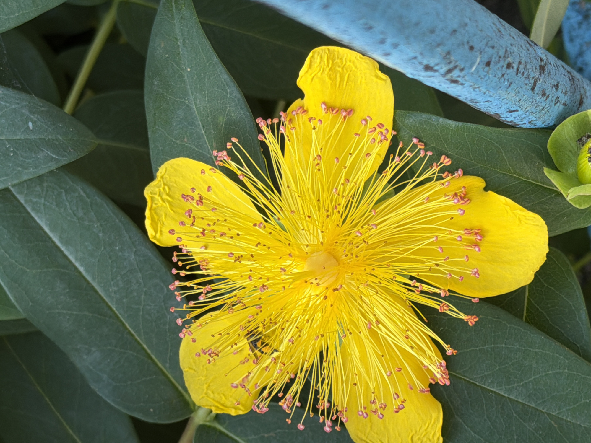 A close-up, top-down shot showcases a vibrant yellow flower with numerous stamens tipped with pink anthers. A small insect, likely a bee, is visible on the flower's petals. The flower is surrounded by large, dark green leaves. To the right, a textured blue cylindrical object, possibly a painted railing or pipe, intrudes into the frame. The scene is set outdoors, likely in a garden or park in Sofia, Bulgaria, given the presence of various flora.