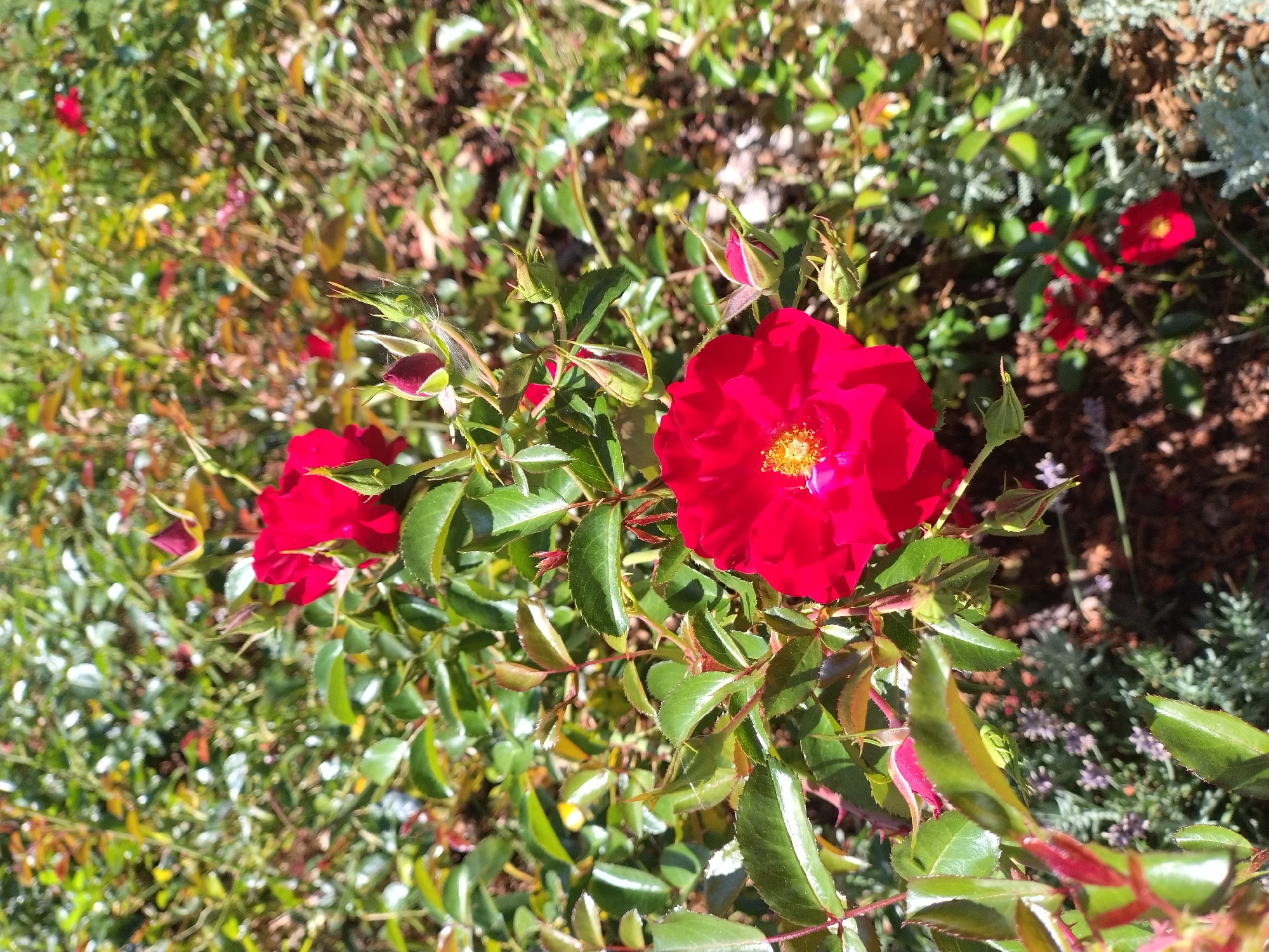 A close-up, eye-level shot captures several vibrant red roses and their buds amidst lush green foliage. One prominent red rose, with a bright yellow center, is in sharp focus in the foreground, its petals slightly unfurled. To its upper left, another, less defined red rose is visible. The background is a blur of green leaves and more red roses and buds, suggesting a garden setting. The lighting is bright, indicating it's daytime. This scene is likely located in Písek, Czechia, given the prompt.