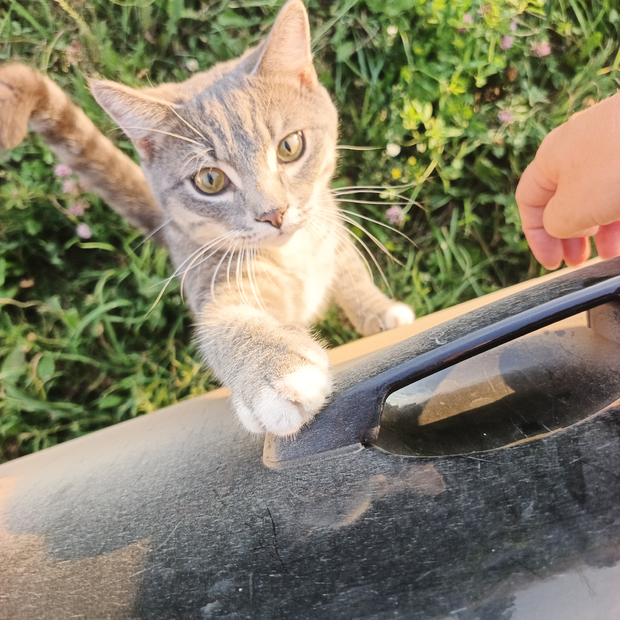 A young, grey tabby cat with white paws is reaching up with its front paw, its body angled towards the viewer. The cat's gaze is directed upwards, towards a hand that is partially visible in the upper right corner of the frame. The cat is positioned on what appears to be the edge of a dark, textured surface, possibly a car hood, which occupies the foreground of the image. In the background, green grass and small pink flowers indicate an outdoor, natural setting. The scene suggests an interaction between the cat and the person whose hand is visible, possibly an attempt at petting or play. The image does not provide information about the specific location in Vanki, Russia.