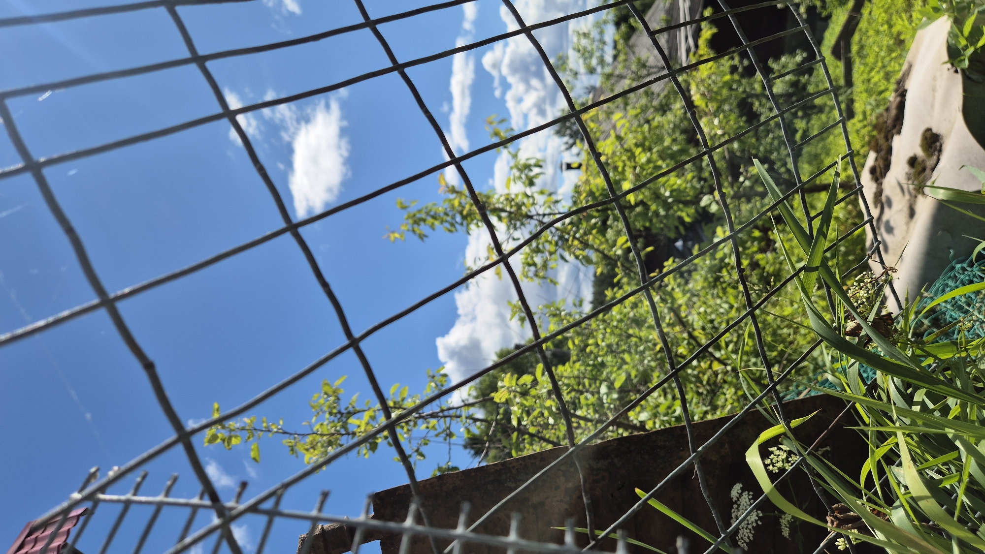 The image shows a close-up view of a wire mesh fence, with lush green foliage and a bright blue sky with white clouds visible through the openings. In the foreground, tall green grass and some small white flowers are in focus, partially obscuring the fence. Beyond the fence, several trees with vibrant green leaves are seen, suggesting a natural or semi-rural setting. The sky is clear and sunny. The location in Mashezero, Russia is not discernible from the visual information provided in the image.
