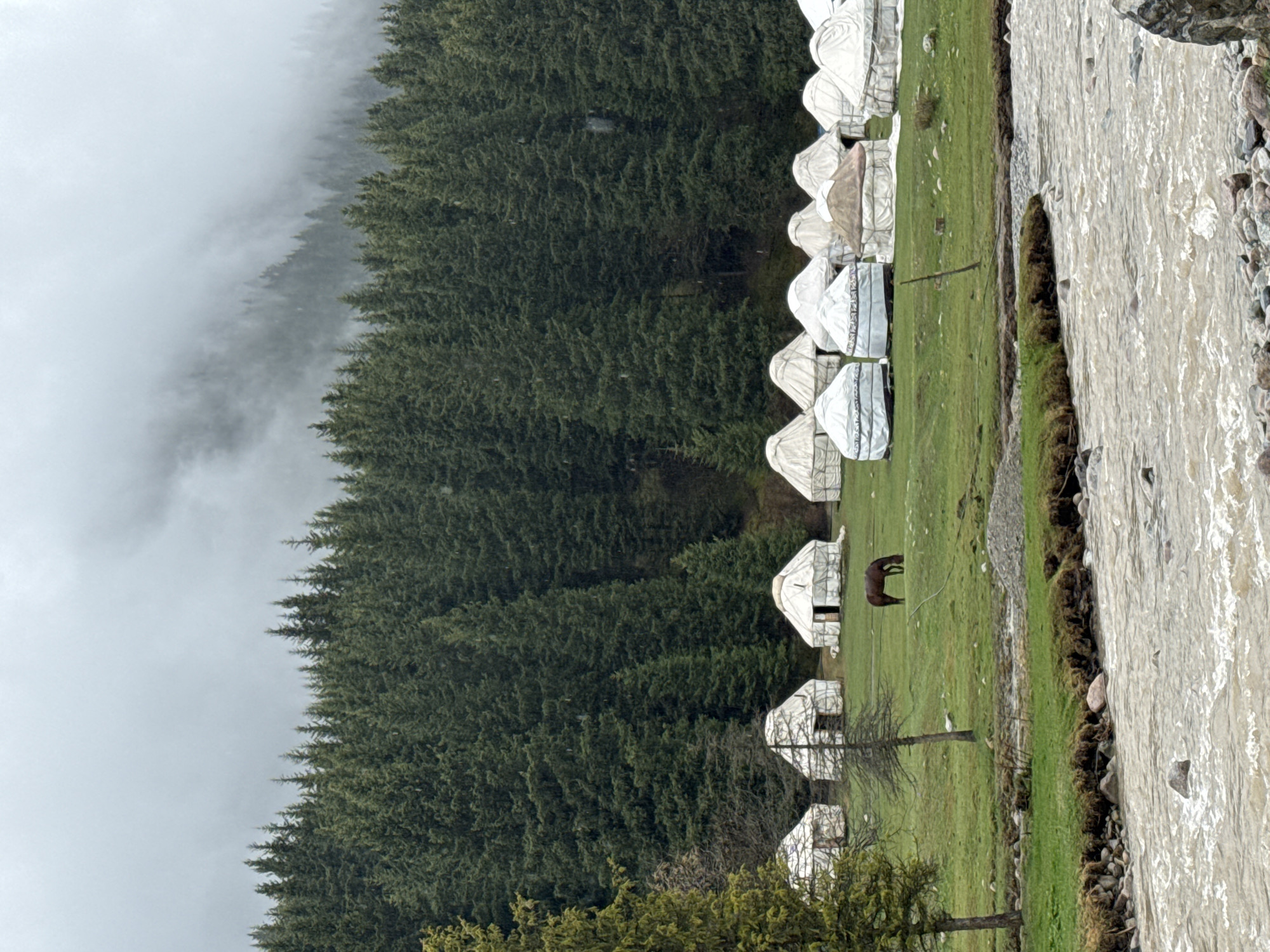 The image depicts a tranquil and remote yurt camp situated in Dzhetyoguz, Kyrgyzstan. A cluster of traditional white yurts, some adorned with decorative patterns near their base, are pitched on a verdant green plain. To the right, a wide, fast-flowing river with rocky banks dominates the immediate foreground, its water appearing a silty white. A solitary brown horse grazes peacefully among the yurts, tethered to the ground, adding to the pastoral ambiance. Scattered bare trees are also visible near the yurts.

Behind the camp, a dense coniferous forest, likely consisting of pines or firs, blankets the lower slopes of a mountain range. The upper reaches of these mountains are obscured by thick, ethereal mist or low-hanging clouds, creating a dramatic and somewhat mysterious backdrop. The sky is uniformly overcast, casting a soft, diffused light over the entire landscape and suggesting cool, damp weather conditions.

The scene evokes a sense of serene natural beauty and traditional nomadic life in a mountainous setting. The absence of any people underscores the remote and pristine nature of the location. There is no discernible text visible within the image.