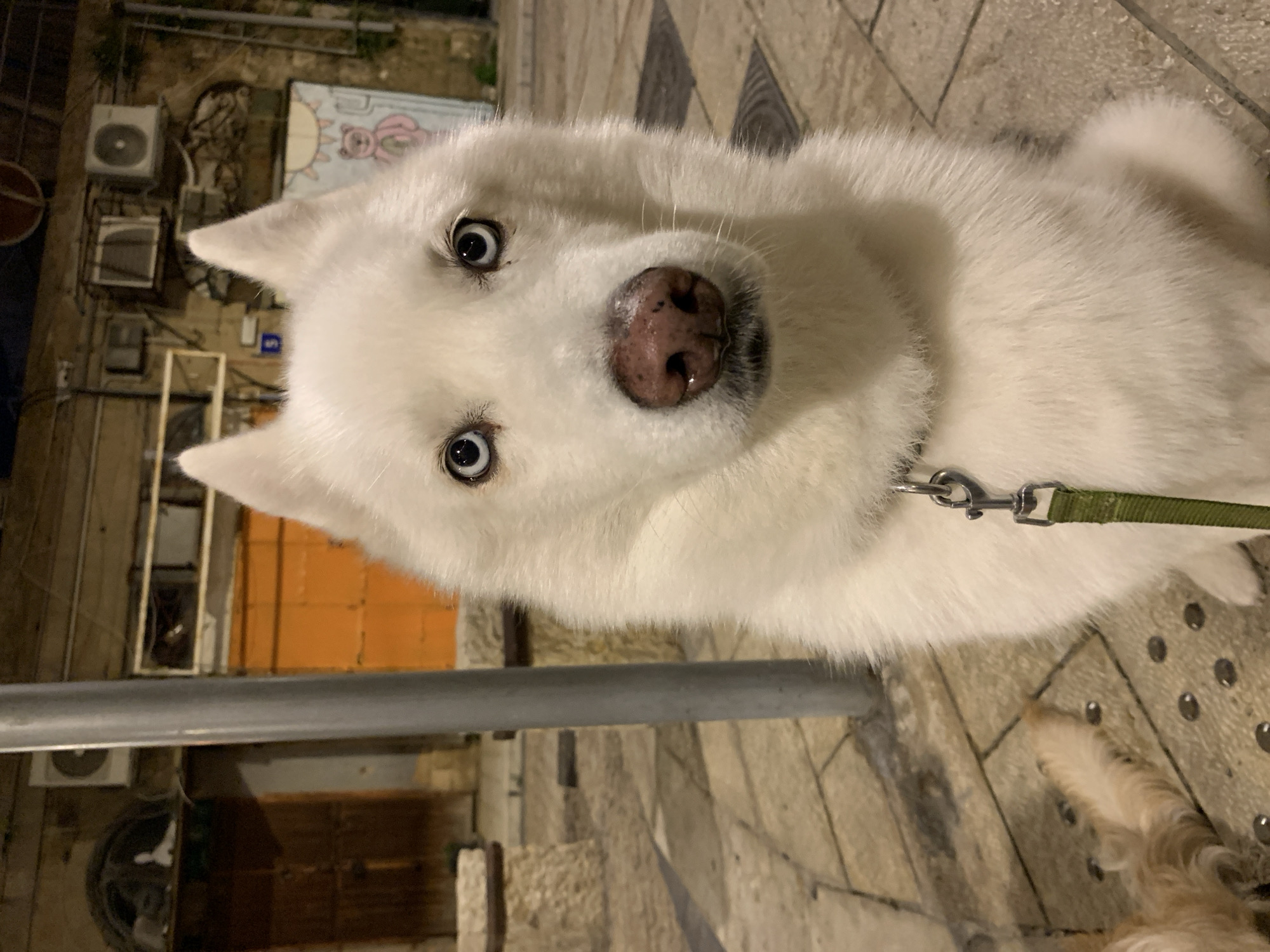 A white husky dog with prominent blue eyes and a dark, speckled nose is depicted in a medium shot, seated on a paved surface and looking directly forward. The dog wears a dark collar with a silver D-ring, from which an olive-green leash is attached via a silver snap hook. Its coat is entirely white, appearing thick and well-maintained. In the lower-left foreground, a partial view of a second dog's tail, exhibiting golden-brown fur, is visible on the ground.
The ground surface consists of light-colored, irregularly shaped paving stones, interspersed with dark, circular tactile paving studs in the lower-left quadrant.
The background presents an urban alleyway or narrow street, suggesting nighttime or dusk conditions due to artificial illumination. To the left of the husky, a grey cylindrical street lamp pole stands vertically. Behind the pole, an old building features a dark, arched wooden door, slightly ajar, revealing a dark interior. A white outdoor air conditioning unit is mounted on the wall above and to the right of this door.
To the right in the background, another building exhibits a vibrant orange-painted wooden door or shutter. Adjacent to this, a lighter-colored wall section features a second outdoor air conditioning unit. Beneath this unit, a small blue sign with the white number "5" is affixed. Further to the right, a panel displays a stylized light-colored drawing of a pink bear with sun rays above its head. Above this artwork, a circular red "No Entry" sign with a white horizontal bar is mounted.
The architectural elements, including stone walls, aged wooden doors, and the narrow, pedestrian-focused environment, are characteristic of the historic district of Old Jaffa (Yafo) within the city of Tel-Aviv, Israel.