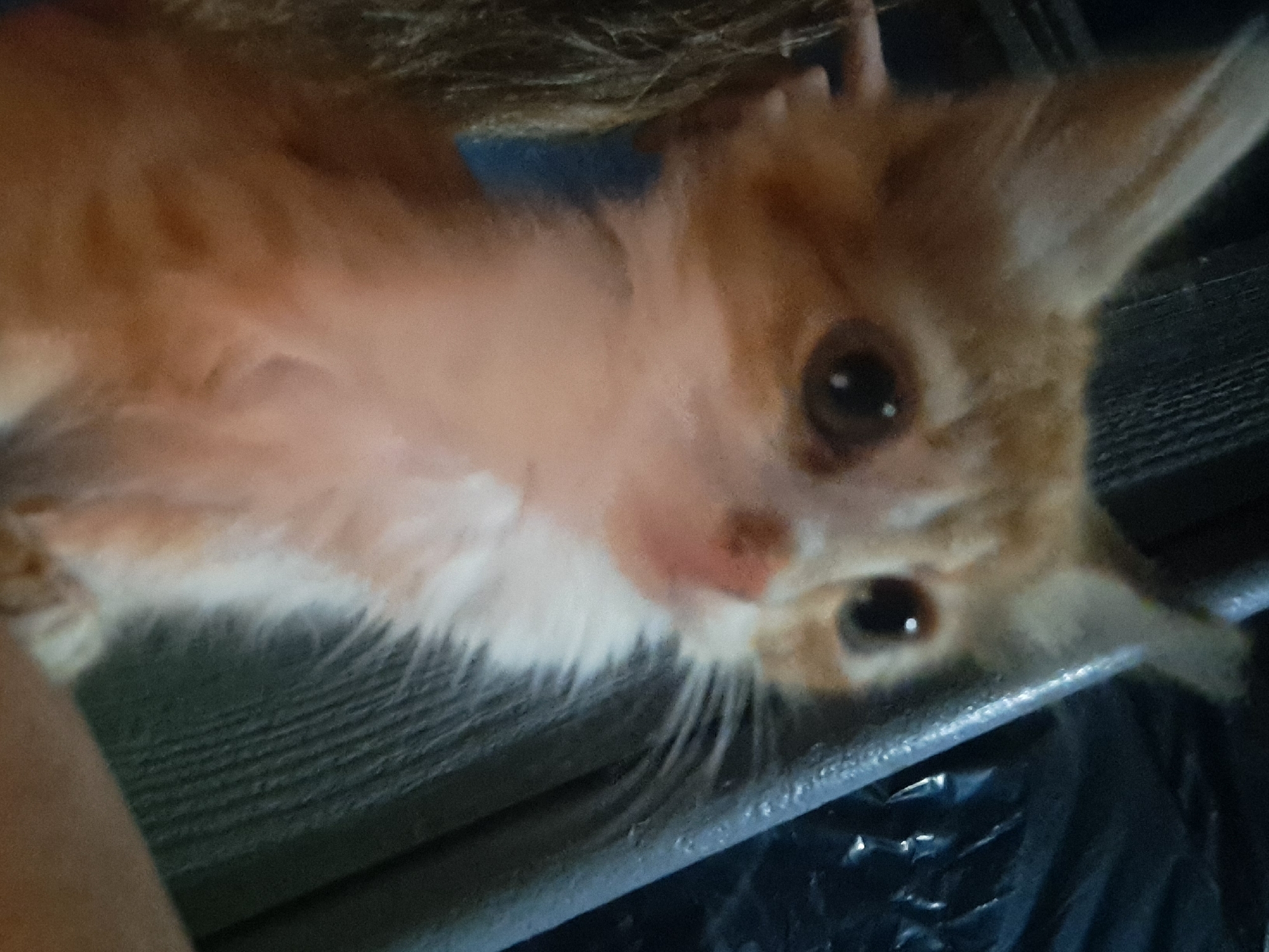 A close-up, blurry photograph shows a young orange and white cat. The cat is looking towards the viewer with large, dark eyes. Its ears are pointed upwards. The background is dark and out of focus, with hints of dark fabric and a metallic object. The scene appears to be indoors. The photograph was taken in the city of Vypasne, Ukraine.