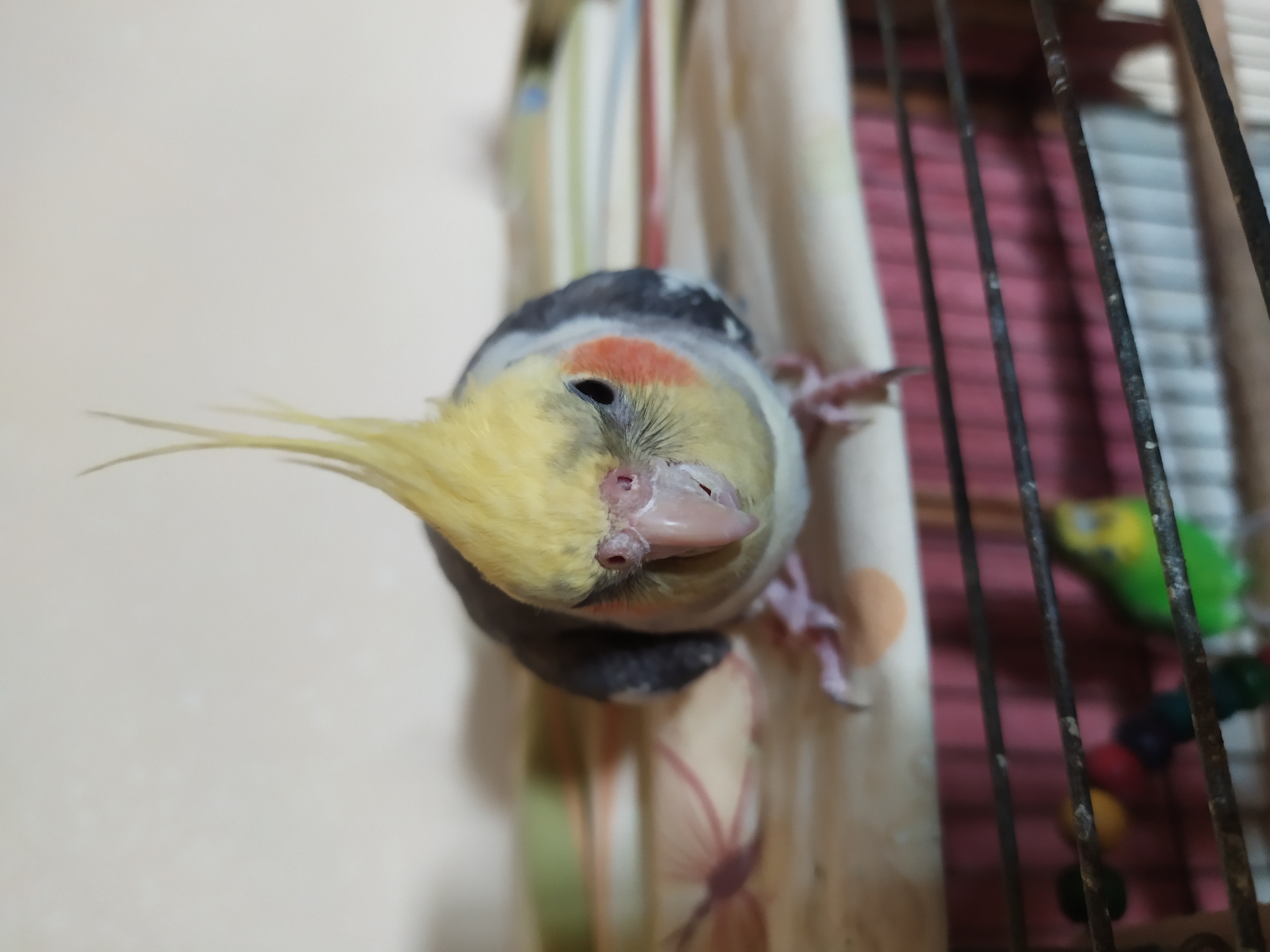 A cockatiel is perched on the edge of a cage in Bilajari, Azerbaijan. The bird has a yellow crest and cheeks, with gray wings and a white underside. It is facing the camera, with its head tilted slightly to the left. In the background, there is a patterned surface and the bars of a birdcage, with other birds visible through the bars. The lighting is soft, and the focus is on the cockatiel.