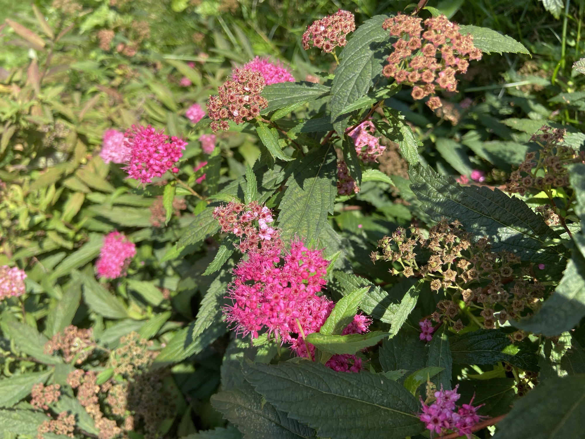 The image shows a close-up of a flowering shrub with vibrant pink blossoms and developing seed pods. The leaves are a deep green and serrated. The shrub is set against a blurred background of more foliage and grass, suggesting an outdoor, natural setting. Sunlight filters through the leaves, creating shadows and highlighting the textures of the flowers and leaves. The scene is likely captured in a garden or park environment. No specific location within Balashikha, Russia can be determined from the image.