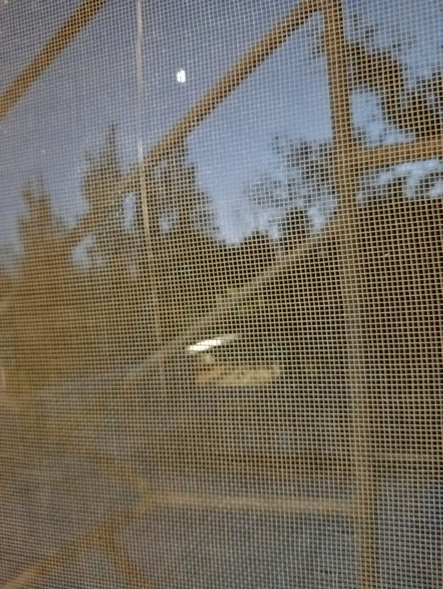 The image is a close-up of a window screen, obscuring the view of an outdoor scene. Through the mesh, trees with dark foliage are visible against a pale blue sky. Two diagonal wooden beams, likely part of a structure or frame, cross the upper portion of the image. There is a bright, undefined light source in the sky, possibly the moon or a distant light. The lower half of the image is darker, with a blurred yellow-brownish hue suggesting more foliage or the ground. A horizontal streak of light, possibly a reflection or a distant light source, is present in the middle of the frame. The overall impression is of a hazy, indistinct view through a screen.