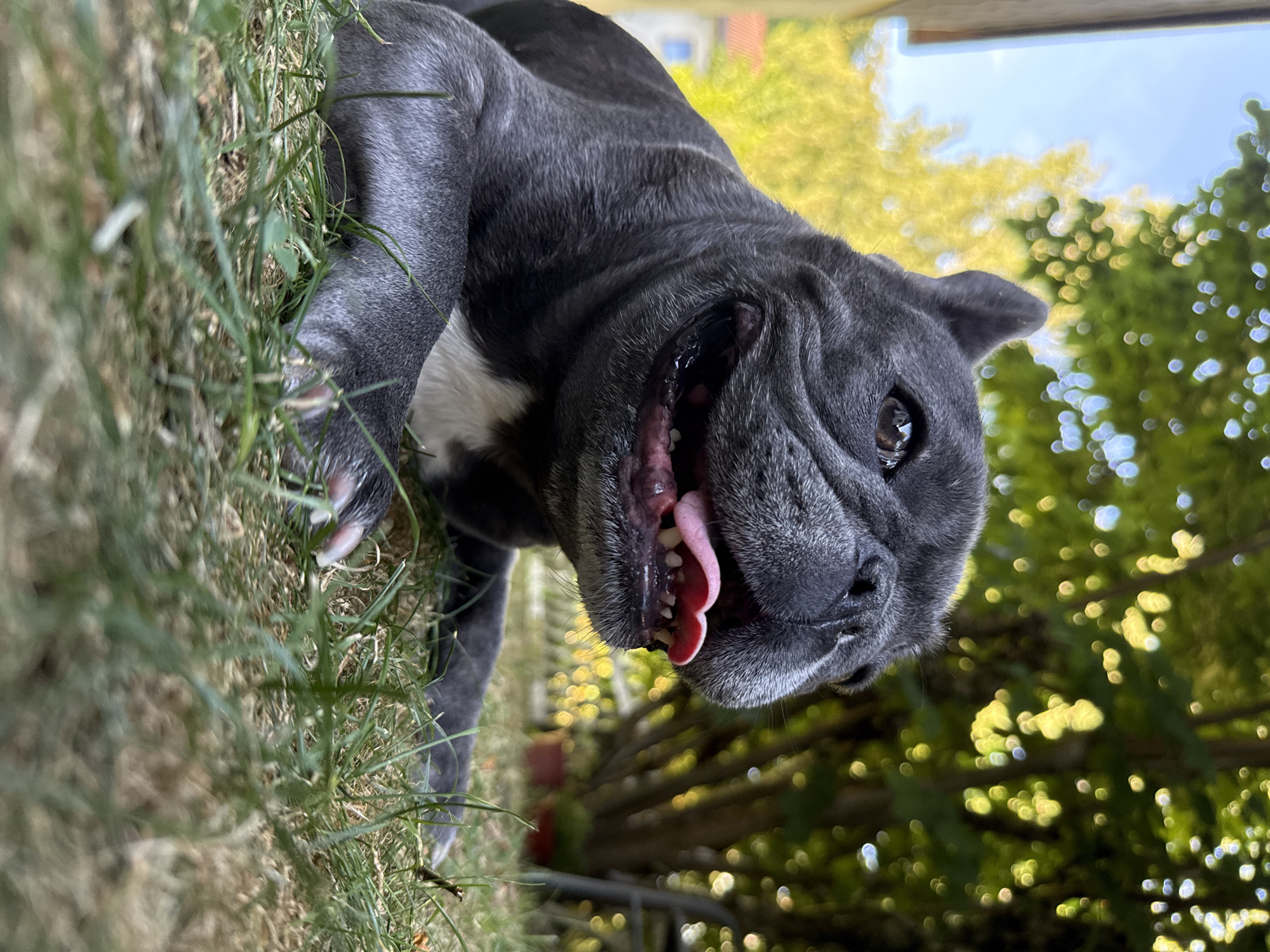A French Bulldog, with dark gray fur and a white chest patch, lies on a grassy area. The dog's mouth is open, revealing its tongue and teeth. In the background, lush green trees and yellow foliage are visible, suggesting a park or garden setting. Sunlight filters through the leaves, creating a bokeh effect. The overall impression is of a relaxed and happy dog enjoying the outdoors. The image does not contain information to determine its location within Bad Sachsa, Germany.