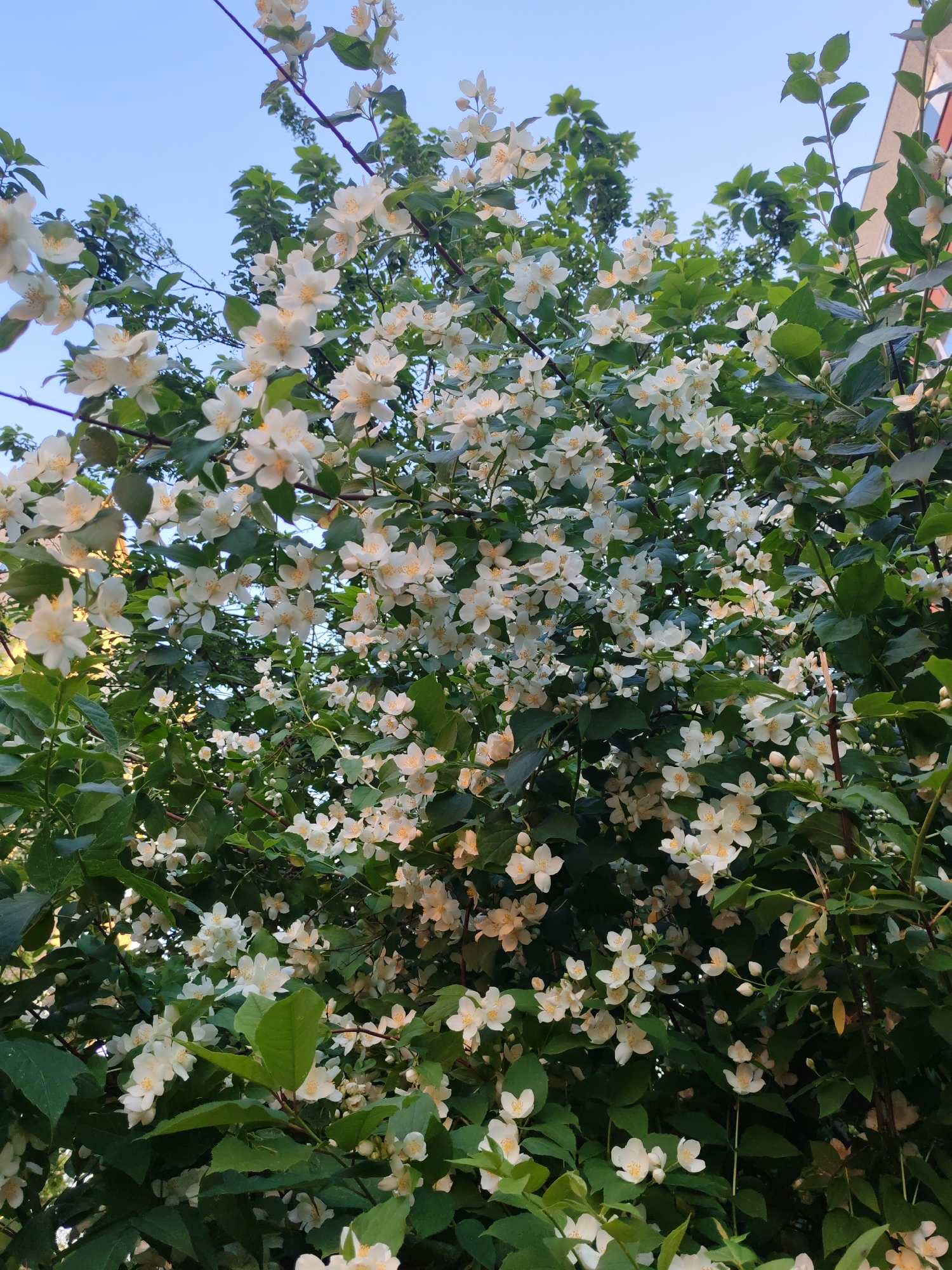 The image depicts a close-up view of a blooming jasmine bush with abundant white flowers and green leaves. The bush is dense and fills most of the frame. The sky is visible in the upper portion of the image, appearing clear and light blue. The lower right corner of the image shows a portion of a building with reddish-brown siding and a white window frame, suggesting an urban or suburban setting. The overall scene is natural and peaceful, with the focus on the flowers and foliage. There are no people or animals visible in the image. The lighting suggests it is daytime, likely morning or afternoon given the clear sky. This image was taken in Podolsk, Russia.