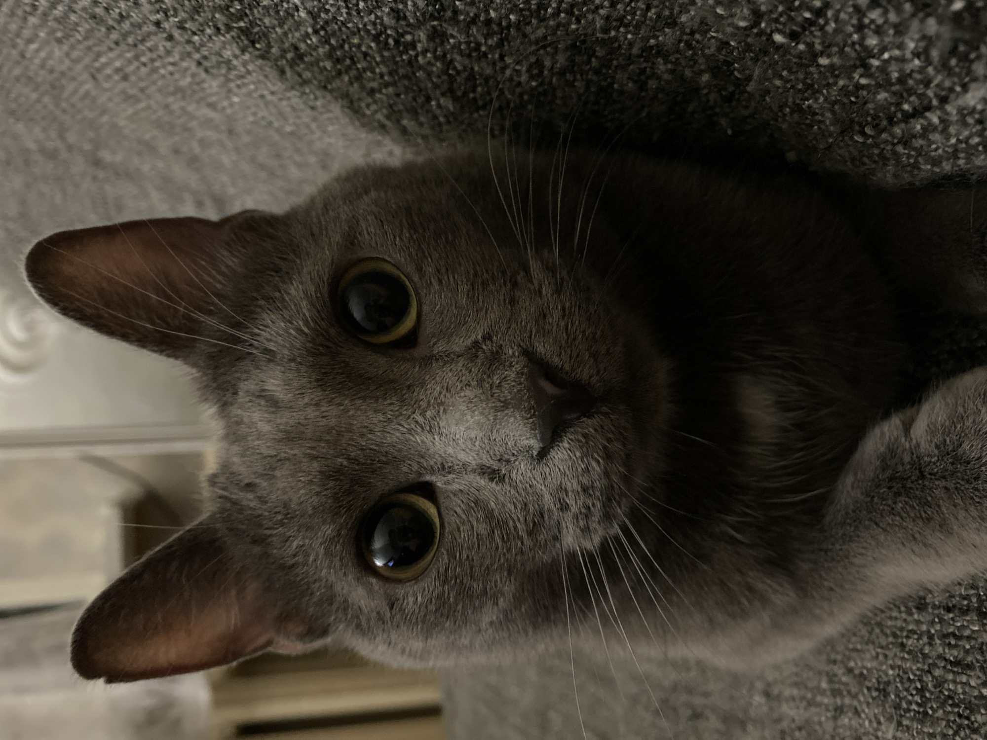 A close-up, eye-level, indoor shot focuses on the face of a short-haired, grey cat. The cat's ears are pointed and upright, with faint light visible through them. Its large, round eyes are a deep amber color and reflect the light source, with the pupil of the left eye appearing dilated. The cat's nose is dark and wet, and its white whiskers are prominent against its grey fur. The background consists of a textured, grey fabric surface, likely a sofa or chair, and a blurred vertical element behind the cat's left ear, possibly a radiator or a piece of furniture. The lighting is dim, creating shadows on the cat's face and obscuring details on the right side of its head. No people are visible in the image.