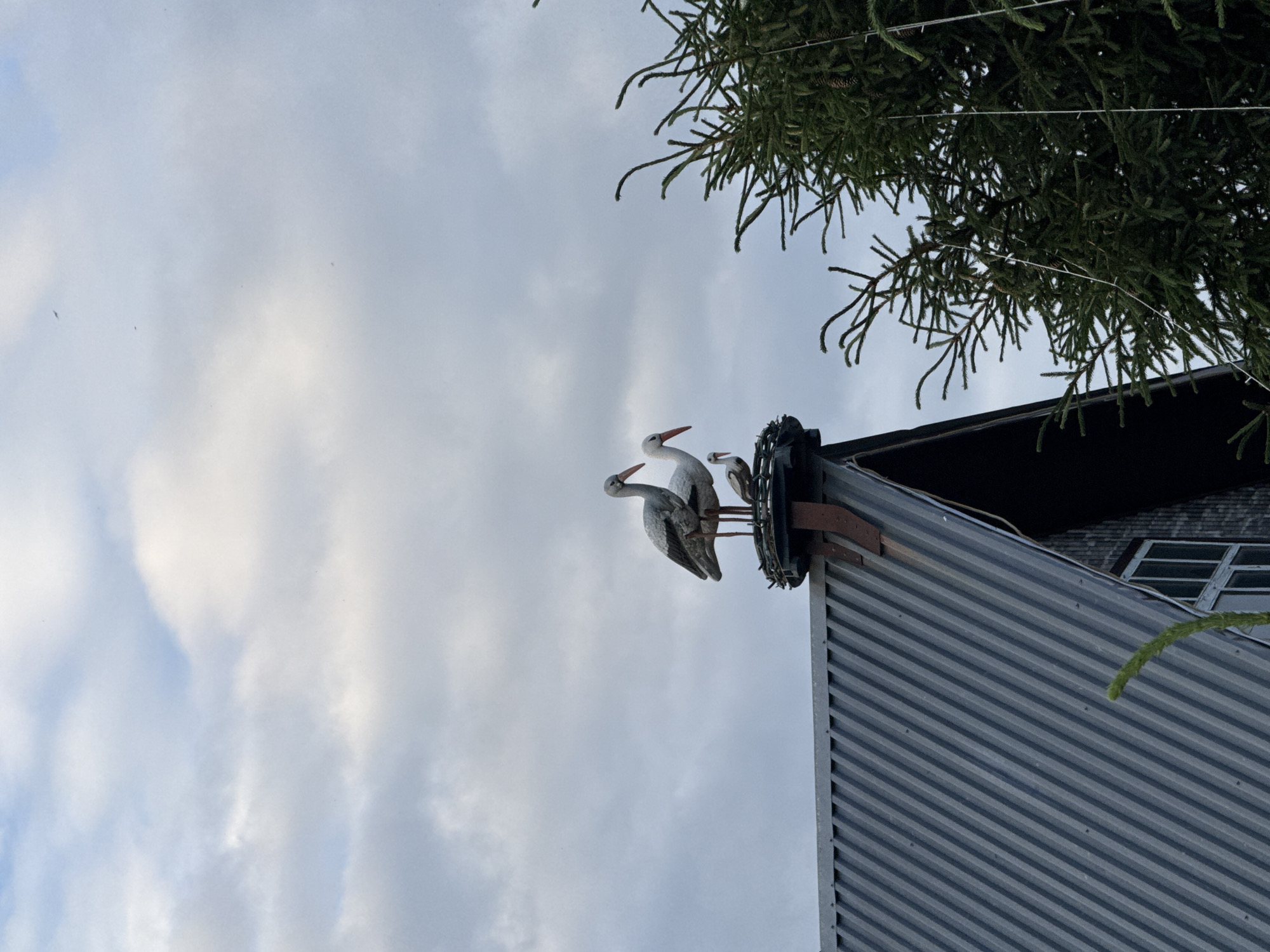 The image shows a close-up view of a stork's nest on the roof of a building in the city of Kukui, Russia. Two adult storks and one young stork are perched in the nest. The nest is situated on a chimney or a similar structure on the corrugated metal roof. A tall, dark green evergreen tree with pinecones is visible to the right of the nest, partially obscuring the sky. The sky is overcast with soft, diffused clouds. The building has a dark, sloped roof and a visible window with a white frame. The scene appears to be set in a rural or semi-rural environment.