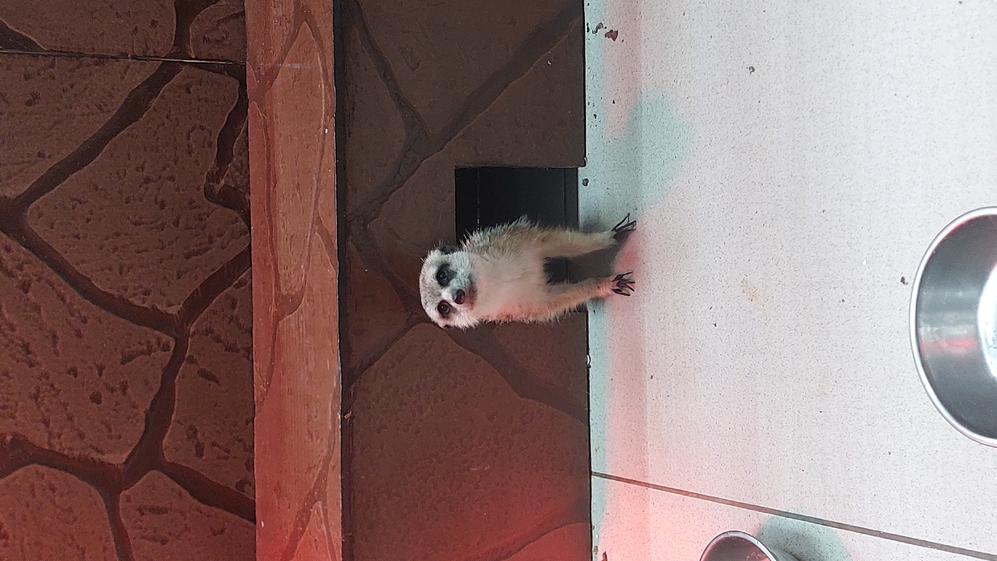 A single meerkat stands in front of a dark opening in a brown, rock-like enclosure. The meerkat is light brown and white with dark markings around its eyes. It is facing the camera with its head slightly tilted up. The enclosure has a textured, stone-like appearance and is lit by a red light on the left side. The ground in front of the enclosure is tiled with a light-colored material, and two metal bowls are visible at the bottom of the image. The scene appears to be indoors, possibly in a zoo or animal exhibit.