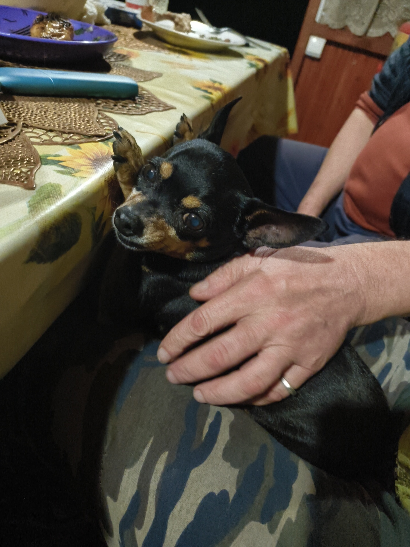 A small black and tan dog with perky ears sits on a person's lap in what appears to be a dining area. The dog is looking to the left, with its head tilted slightly. A person's hand rests on the dog's back, and a silver ring is visible on the person's finger. The dog is wearing a dark collar. In the background, a table is set with plates and food, and a sunflower-patterned tablecloth is visible. The scene is indoors, with warm lighting. The location is indicated as Pravdist-1 SNT, Russia.