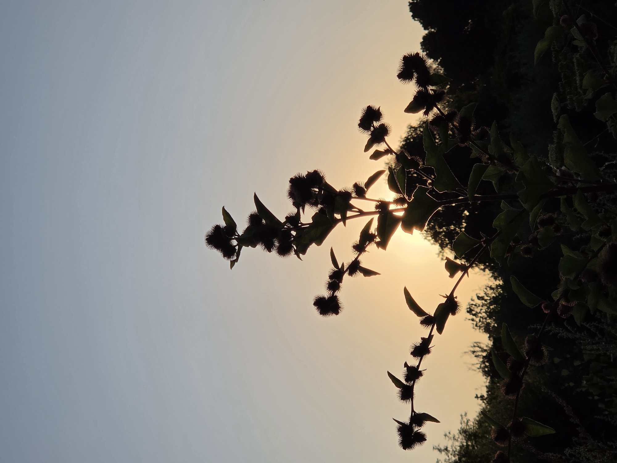 An outdoor, low-angle, silhouette shot captures a plant with burrs against a muted orange and pale blue sky. The plant, which appears to be a thistle or burdock, is in the foreground, its spiky seed heads and leaves silhouetted against the fading light. The sun is low on the horizon, partially obscured by the plant and the dark foliage of trees in the background. The scene suggests a natural setting, possibly a park or undeveloped area within Rijswijk, Netherlands, at dusk. There are no people or man-made structures visible.