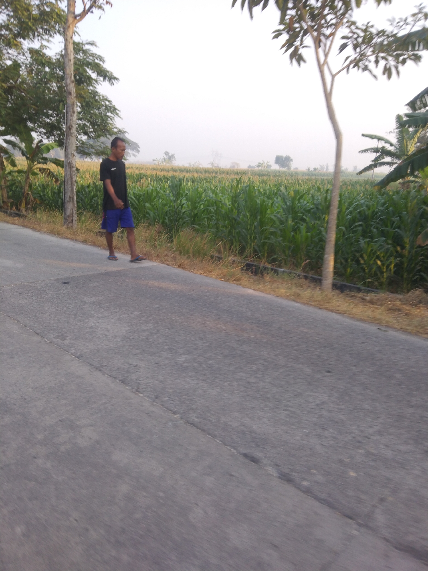 In Klepek, Indonesia, a man wearing a black t-shirt and blue shorts walks on a paved road. To his right, a cornfield stretches into the distance under a bright sky. Banana trees and other foliage border the road and field, with a tall, thin tree on the left side of the frame. The scene appears to be an outdoor rural setting.