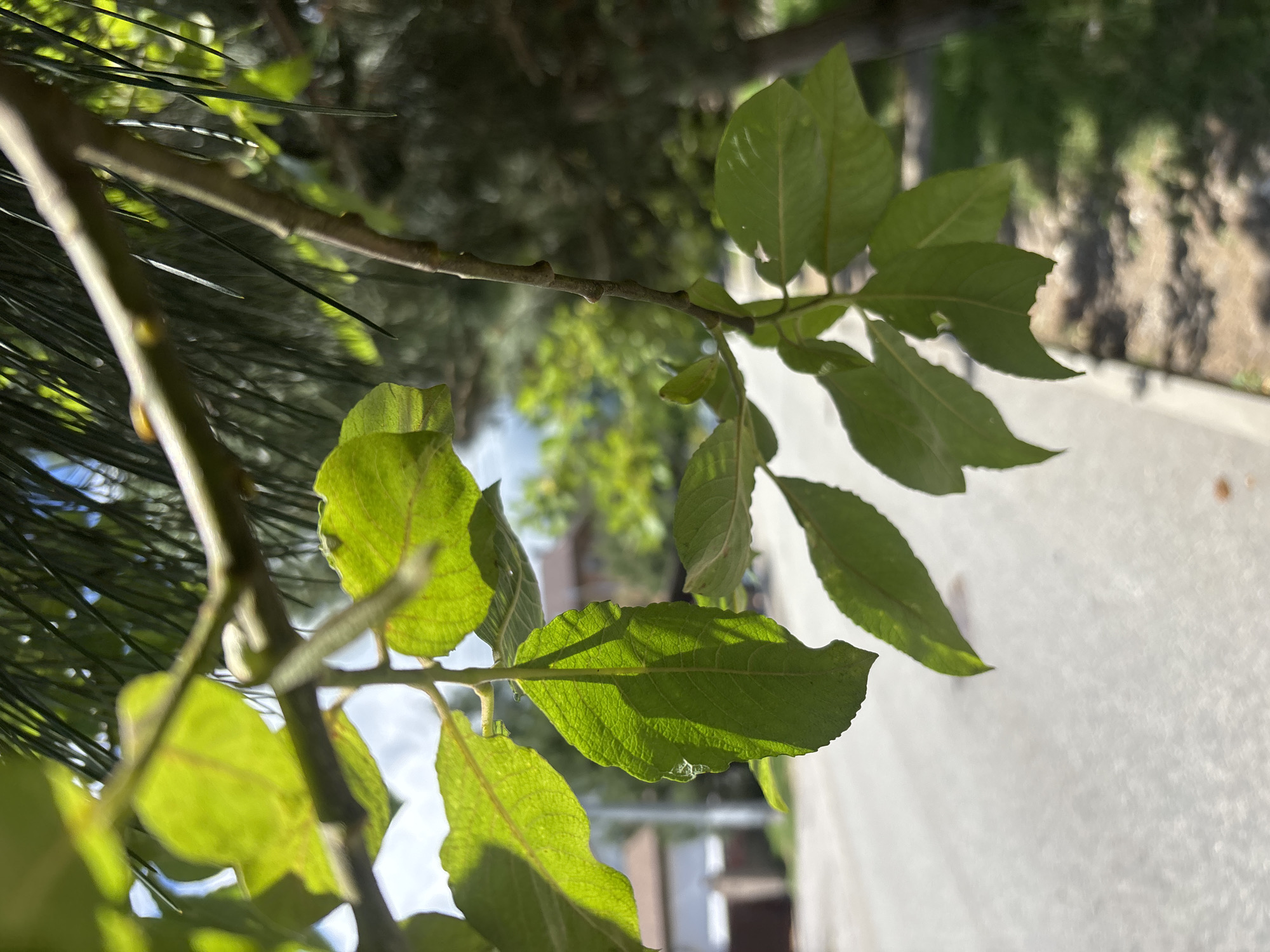 A close-up, low-angle shot captures a tree branch with green leaves, backlit by sunlight. The leaves are in focus and show intricate vein patterns and some minor imperfections, possibly from insects. Behind the leaves, the background is blurred, revealing a residential street with houses and a sidewalk. The scene appears to be in a suburban or semi-rural setting, likely Krasnaya Polyana, Russia, given the context. There are no people visible in the image.