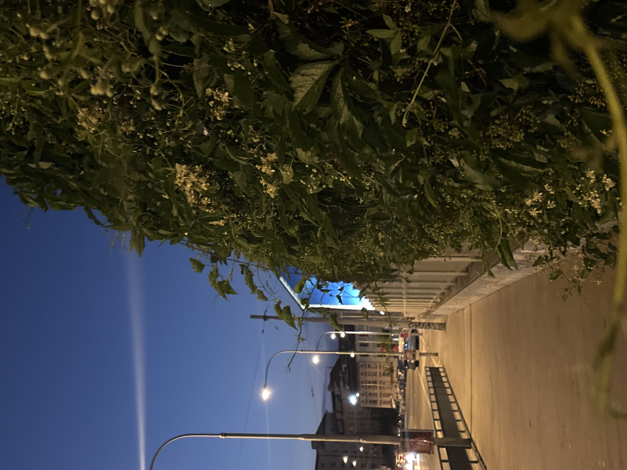 The image depicts a sidewalk in an urban environment at dusk or dawn. On the right, a dense wall of green foliage with small white flowers covers a concrete structure. The sidewalk, made of concrete, is illuminated by streetlights, casting a warm glow. To the left of the sidewalk, a street is visible with several cars and buildings in the background. The sky is a deep blue, with a faint horizontal streak of light, possibly from an airplane or cloud formation. Streetlights line the sidewalk, and a metal railing separates the sidewalk from the street. The scene conveys a sense of quietude and transition between day and night.