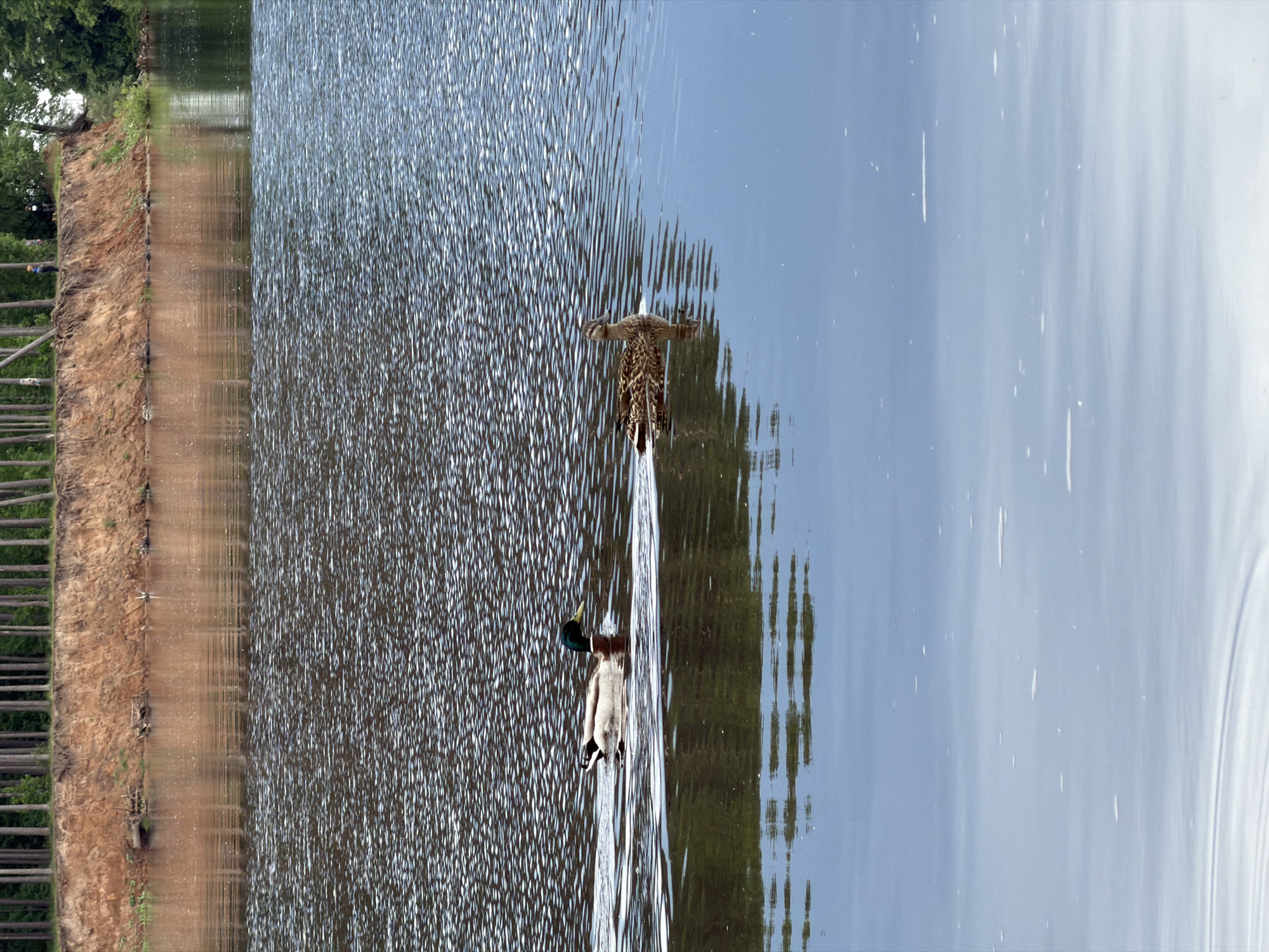 The image shows a body of water, possibly a lake or a wide river, divided roughly into two distinct areas based on surface reflection. The left portion exhibits a rippled surface, suggesting wind or current activity. A duck with a green head (likely a male mallard) is swimming towards the viewer in this area.
The right portion of the image displays a smoother, more reflective surface, mirroring the sky. Another duck, its species unclear, is diving into the water, with only its rear visible.
On the left side of the water, there's a raised embankment or bank with vegetation and what appears to be a wooden barrier or fence along the top edge.
Without additional information, I cannot confirm this image depicts the city of Chaikovsky, Russia.