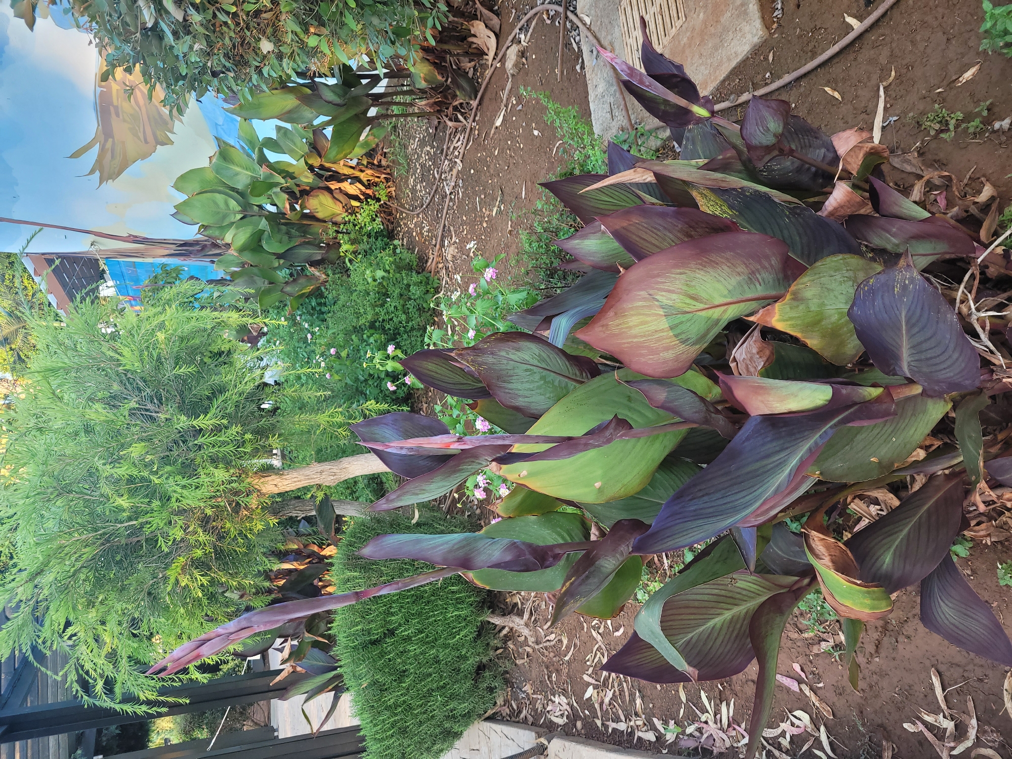 The image depicts a garden area in Trachoni, Cyprus, featuring a prominent grouping of Canna Lily plants in the foreground. These plants exhibit large, elongated leaves with a mix of deep purple and green hues, some showing signs of browning or wilting at the edges. Emerging from the foliage are tall, reddish-purple flower buds. Behind the Canna Lilies, a meticulously shaped, dense green shrub resembling rosemary is visible. To the left, a portion of a dark-colored structure, possibly a pergola or fence, is present. Further back, a slender tree with fine, light green foliage stands. In the background, a wall displays a colorful mural with blue and earth-toned abstract elements. The ground is covered in reddish-brown soil with scattered dry leaves and small stones. A dark hose is visible snaking across the ground towards the right side of the image, and a section of light-colored paving stones is also present. The overall environment suggests an outdoor, possibly public or residential, garden space bathed in natural light. There are no people or animals visible in the scene.