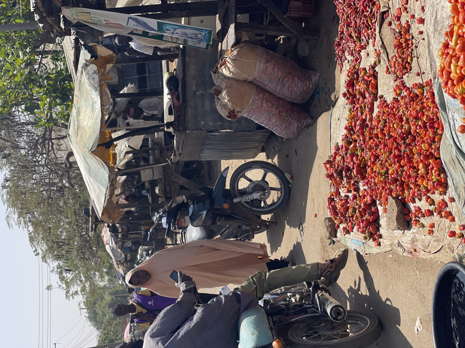 This image captures a bustling open-air market scene in Zaria, Nigeria, under bright daylight. In the immediate foreground on the left, the back of a man is visible, seated on a turquoise-seated motorcycle, holding a mobile phone. Adjacent to him, a woman in a light peach-colored hijab and dress walks towards the left, holding a mobile phone in her left hand and looking towards the camera.
The ground in the mid-ground is covered with large, irregular piles of various red and orange peppers, including bell-shaped and smaller, pointed varieties, displayed on a grey tarp. To the right of these peppers, two large, bulging translucent sacks, filled with reddish produce, possibly onions or peppers, lean against a market stall.
The market stalls are constructed from wood and corrugated metal, featuring assorted overhead canopies. A prominent, tattered white and yellow striped umbrella provides shade over one stall. Beneath this umbrella, a man in a white cap and light-colored attire is seated at a counter. A dark blue motorcycle is parked between the walking woman and the stalls. Other individuals are present in the background: a man in a purple and yellow top stands to the left of the walking woman, and another man in a white shirt is partially visible behind a white and green banner on the far right. Trees with sparse foliage line the distant background under a clear sky. A black bucket containing liquid is partially visible in the lower-left corner.