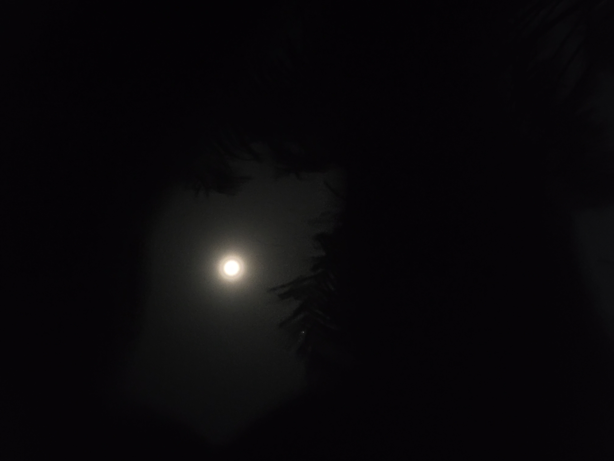 The image is a dark, low-light shot of the moon viewed through branches. The moon is a small, bright circle positioned slightly left of center in the image. Silhouetted branches are visible in the foreground. The environment is dark, obscuring details in the surrounding area. Location and actions are indiscernible.