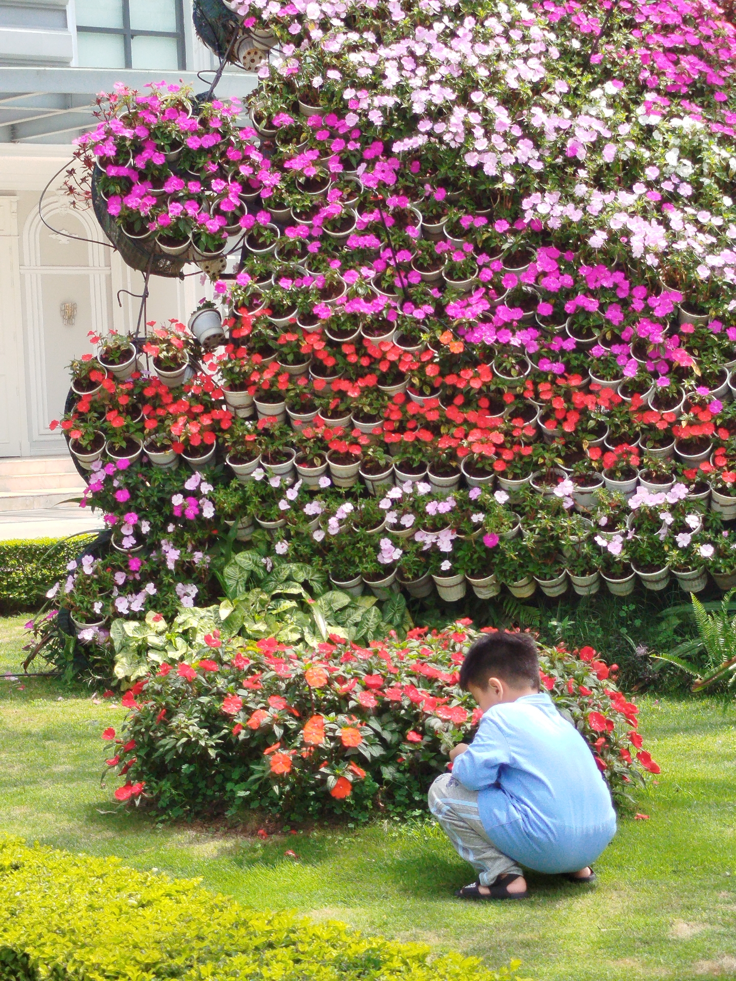 The image depicts a boy crouching on a lawn in front of a large floral display in Da Lat, Vietnam. The floral display consists of rows of potted impatiens flowers in shades of pink, red, and white, stacked on a structure. The boy wears a blue shirt and patterned pants, and sandals. He is facing the flowers, seemingly examining them. Behind the flowers is part of a building with white walls. The lawn is green and manicured, with other plants and shrubs.