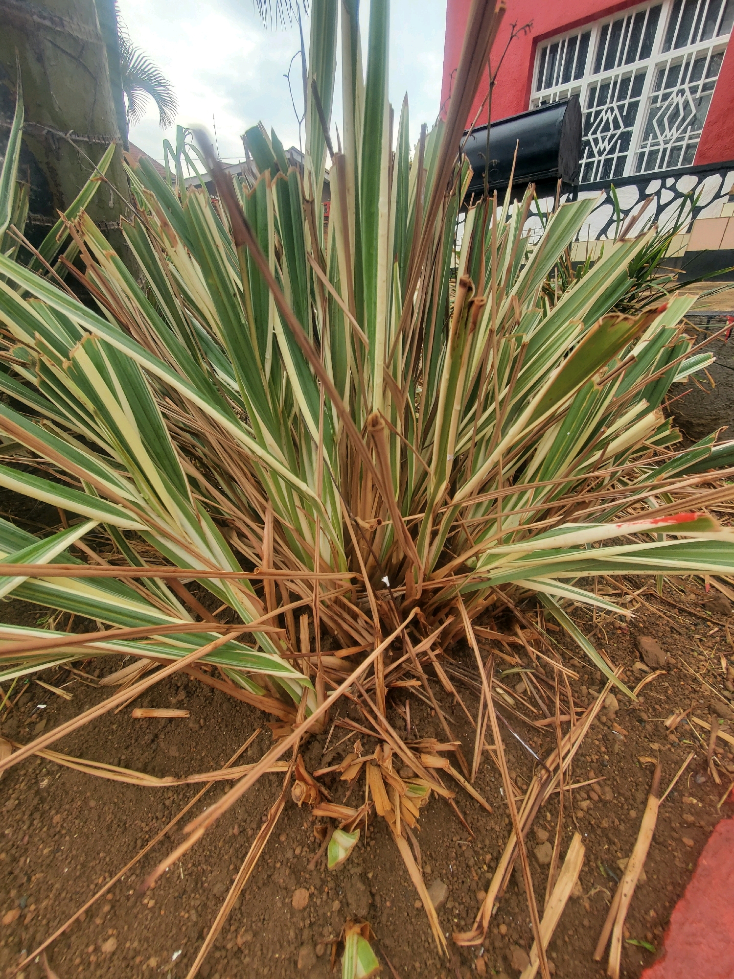 A close-up, low-angle, outdoor shot shows a variegated ornamental plant with sword-like leaves featuring green and creamy white stripes. Many of the plant's lower leaves and some stalks are dry and brown, giving it a somewhat unkempt appearance. The plant is situated on dark soil with scattered small rocks and fallen dry leaves. In the background, a bright red building with a white-barred window is visible. A black metal object, possibly a grill or vent, is mounted on the building's exterior. Part of a large tree trunk and a frond are visible to the left of the plant. The sky above is overcast and bright.
