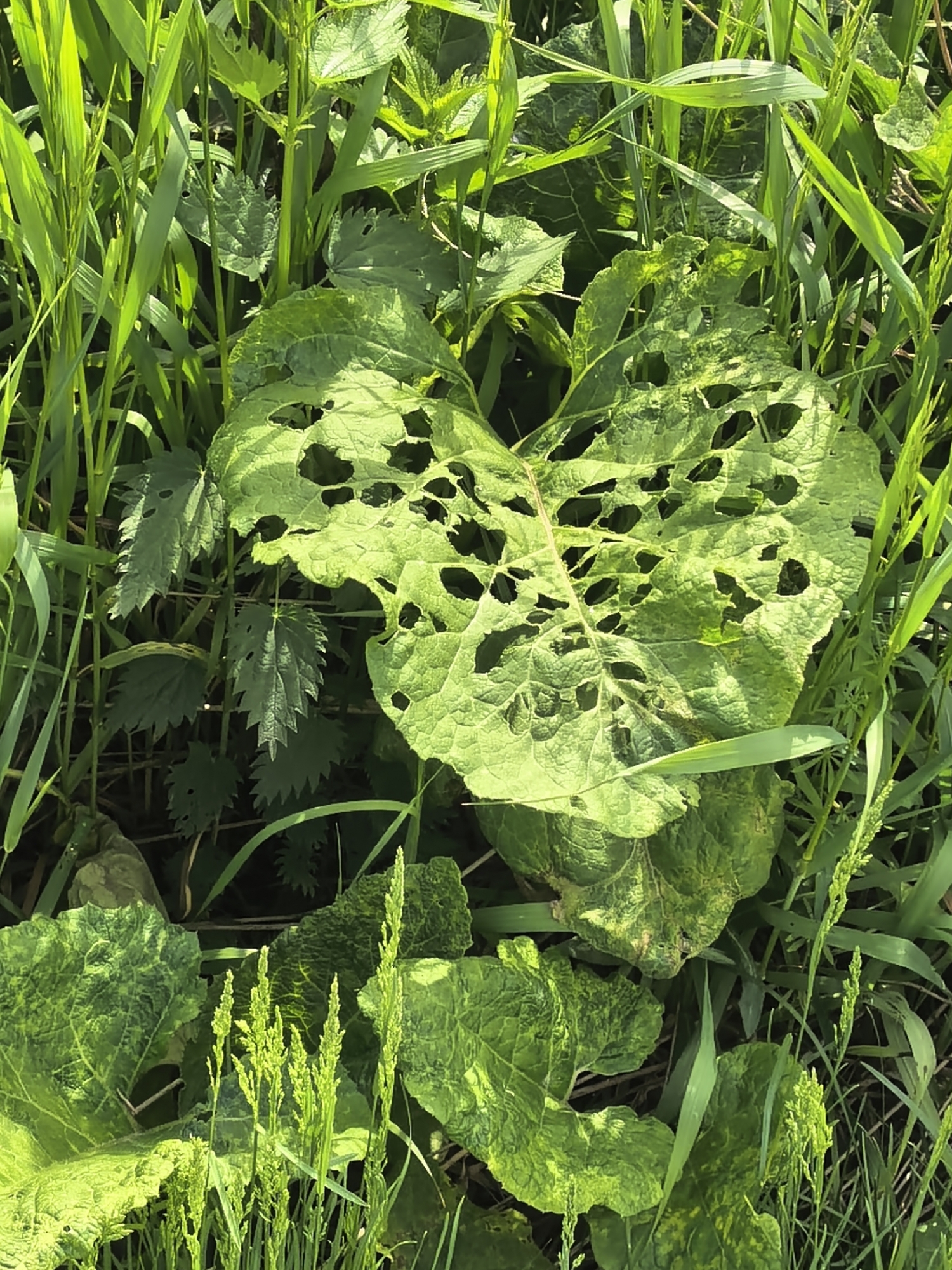 The scene, located in the city of Unknown, Unknown, displays a dense natural patch of various green foliage under daylight conditions. The central focus is a large, light-green leaf, heavily perforated with numerous irregular holes, indicative of significant herbivory. This damaged leaf measures approximately 20-25 centimeters in its visible length. Surrounding and partially obscuring this leaf are multiple tall, slender, vibrant green grass-like plants, some of which exhibit developing seed heads or inflorescences. To the upper left and mid-left, several leaves with sharply serrated edges, characteristic of nettles, are visible; some of these also show minor insect damage. Below the central damaged leaf, other broad, somewhat textured or crinkled green leaves with yellowish discoloration are present, suggesting a common plant species. The overall environment is characterized by lush, unmanaged vegetation with no discernible human presence or artificial structures.