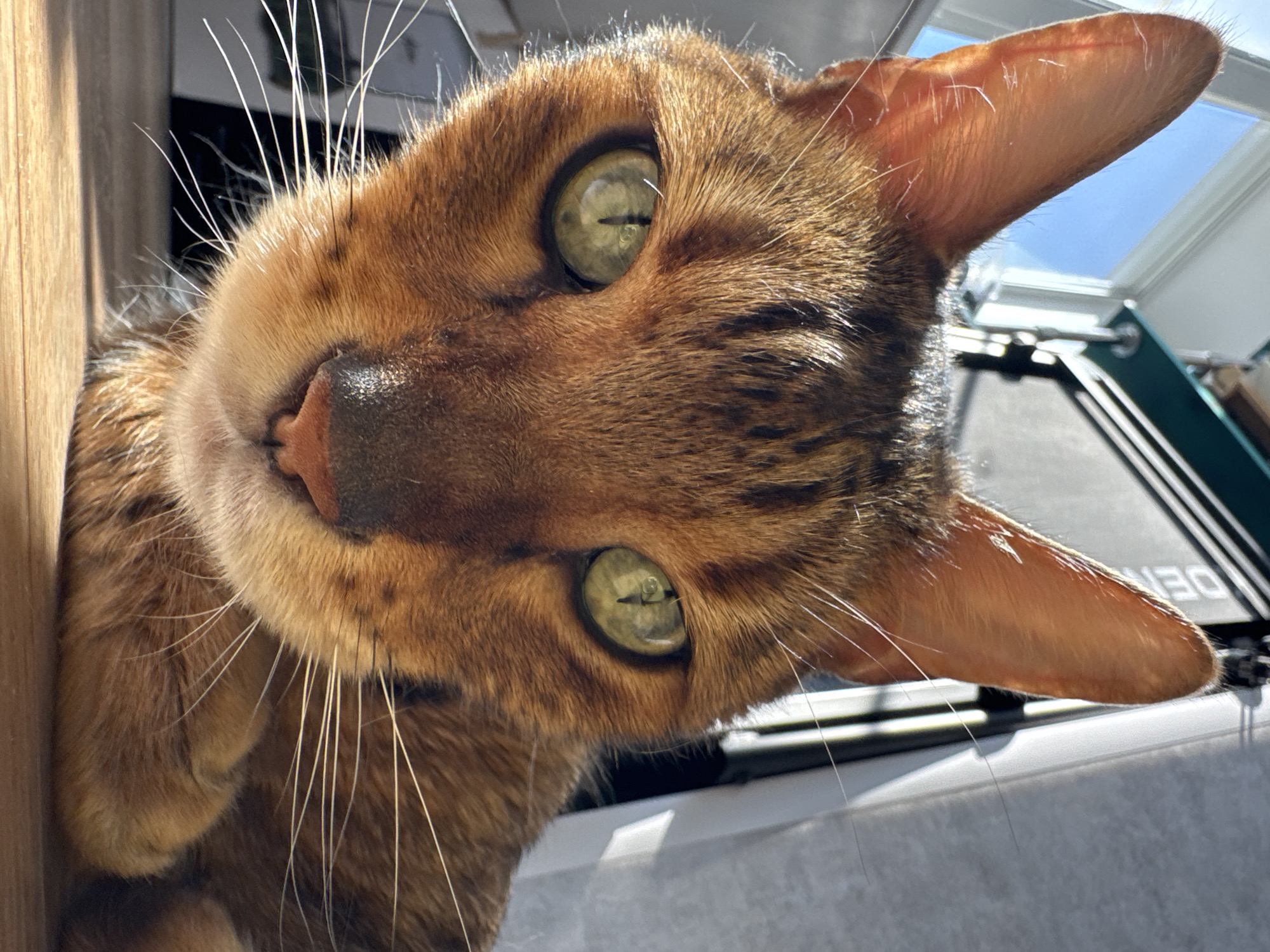 A close-up, tilted view features a Bengal cat with golden-brown fur, black stripes, and green eyes. The cat's face is angled, its nose and whiskers prominent. Part of a wooden door or frame is visible on the left. In the background, there's a window frame, a view of the sky, and what appears to be a printer. The location is Unknown, Unknown.