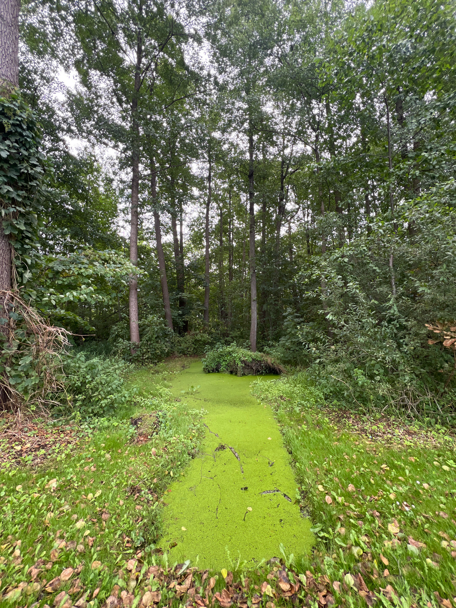 The image depicts a narrow, rectangular body of water covered in bright green algae, resembling a channel or ditch, situated within a dense forest. The water is surrounded by lush green vegetation, including grass and various plants, and fallen leaves are scattered on the ground. Tall trees with dense foliage form a canopy overhead, creating a shaded environment. The scene is natural and appears to be a section of a park or woodland area. This image was taken in the city of Mrągowo, Poland.