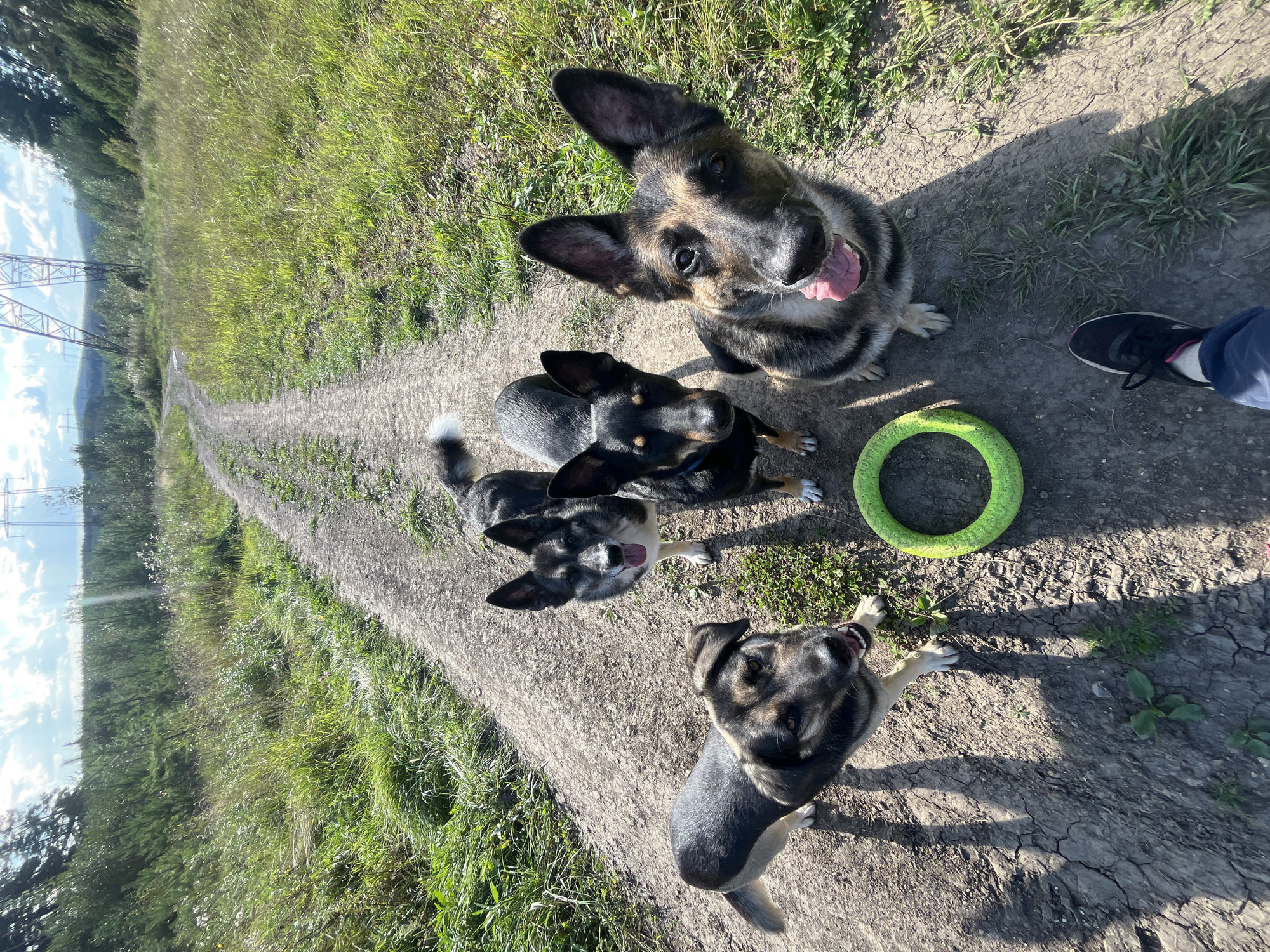 Four dogs are standing on a dirt road in a rural area. The dogs are a mix of breeds and colors, and they are all looking at the camera. One dog is a German Shepherd mix with black, tan, and gray fur. Another dog appears to be a husky mix with gray and white fur. The other two dogs have brown and black fur. A bright green ring toy is on the ground in front of the dogs. The road is flanked by tall grass and trees. In the background, there are power lines and hills. The sky is blue with some white clouds. The image appears to have been taken on a sunny day. There is a person's legs and feet in the lower right corner of the image, indicating they are likely the photographer.