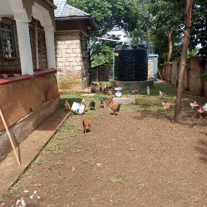 The scene depicts an outdoor residential or farmyard environment within Mahiakalo ward, Kenya, under natural light conditions. In the left foreground, the corner of a light-colored building with a veranda supported by white pillars is visible. A concrete path runs alongside this building, which features a light brown foundation and windows with white frames. A slender wooden pole leans against the building.
The central and right portions of the image feature an open area with a mix of sparse green grass and exposed brown earth. Numerous chickens, approximately 20-30 individuals of varying sizes and feather patterns (including brown, black, white, and mottled), are scattered across this area, seemingly foraging. A white plastic bucket lies on its side on the ground near the building.
In the mid-ground, a large, black, cylindrical water storage tank with a textured surface is prominently positioned on a raised concrete base. A pipe extends towards it from a nearby, partially visible building constructed from light-colored stone blocks. A tall, untreated wooden pole stands vertically in the right mid-ground. The background is dominated by lush green trees and a low stone wall or fence, indicating an established outdoor setting. No human subjects are visible.