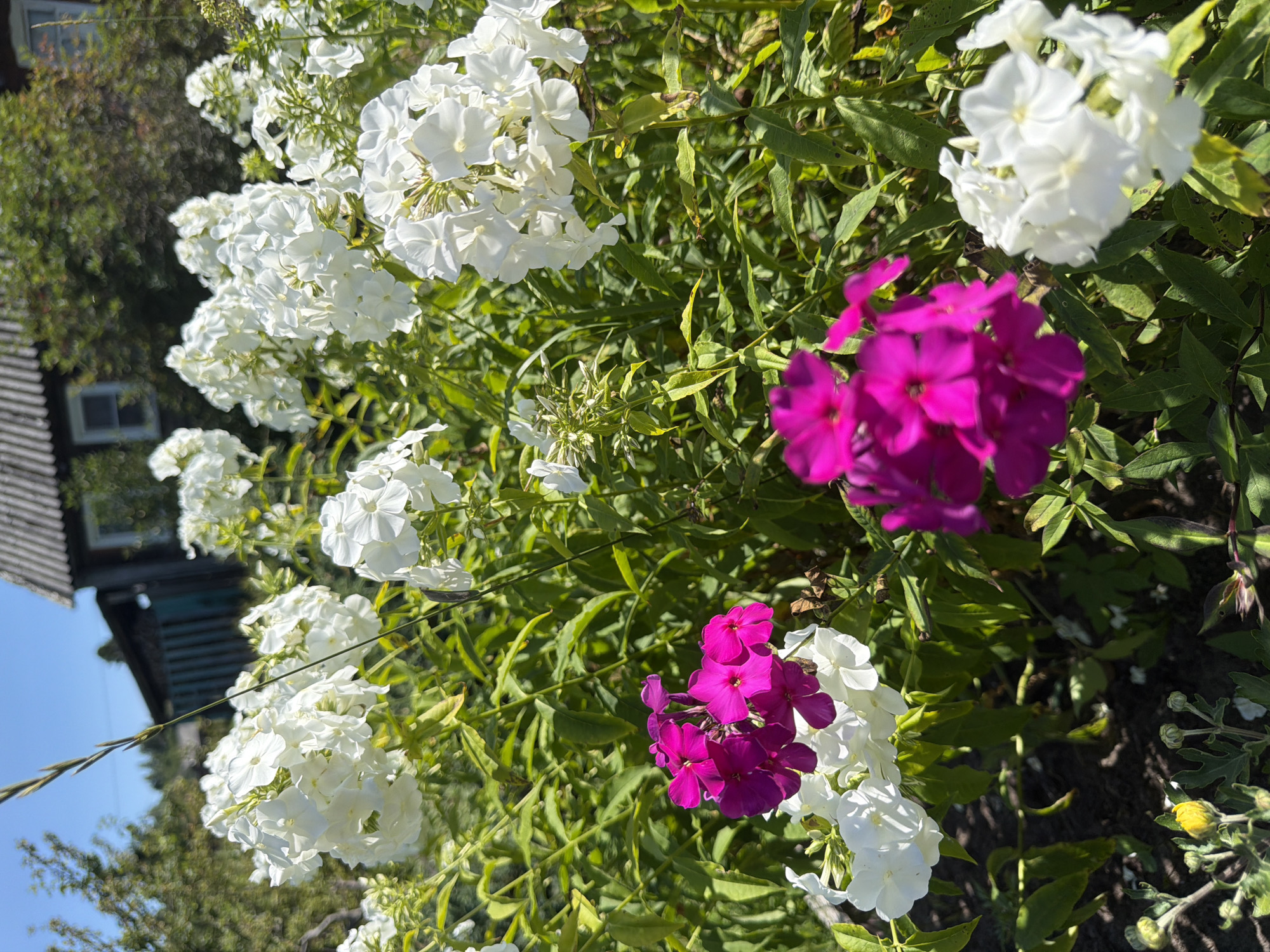 In Yalguba, Russia, a close-up shot captures a vibrant garden blooming with white and pink phlox flowers under a clear blue sky. The lush green foliage forms a rich backdrop for the blossoms. In the distance, a rustic wooden house with a gray roof and white-framed windows is partially visible, suggesting a rural or suburban setting. The sunlight illuminates the scene, casting subtle shadows and highlighting the textures of the flowers and leaves. There are no people or animals present in the image.
