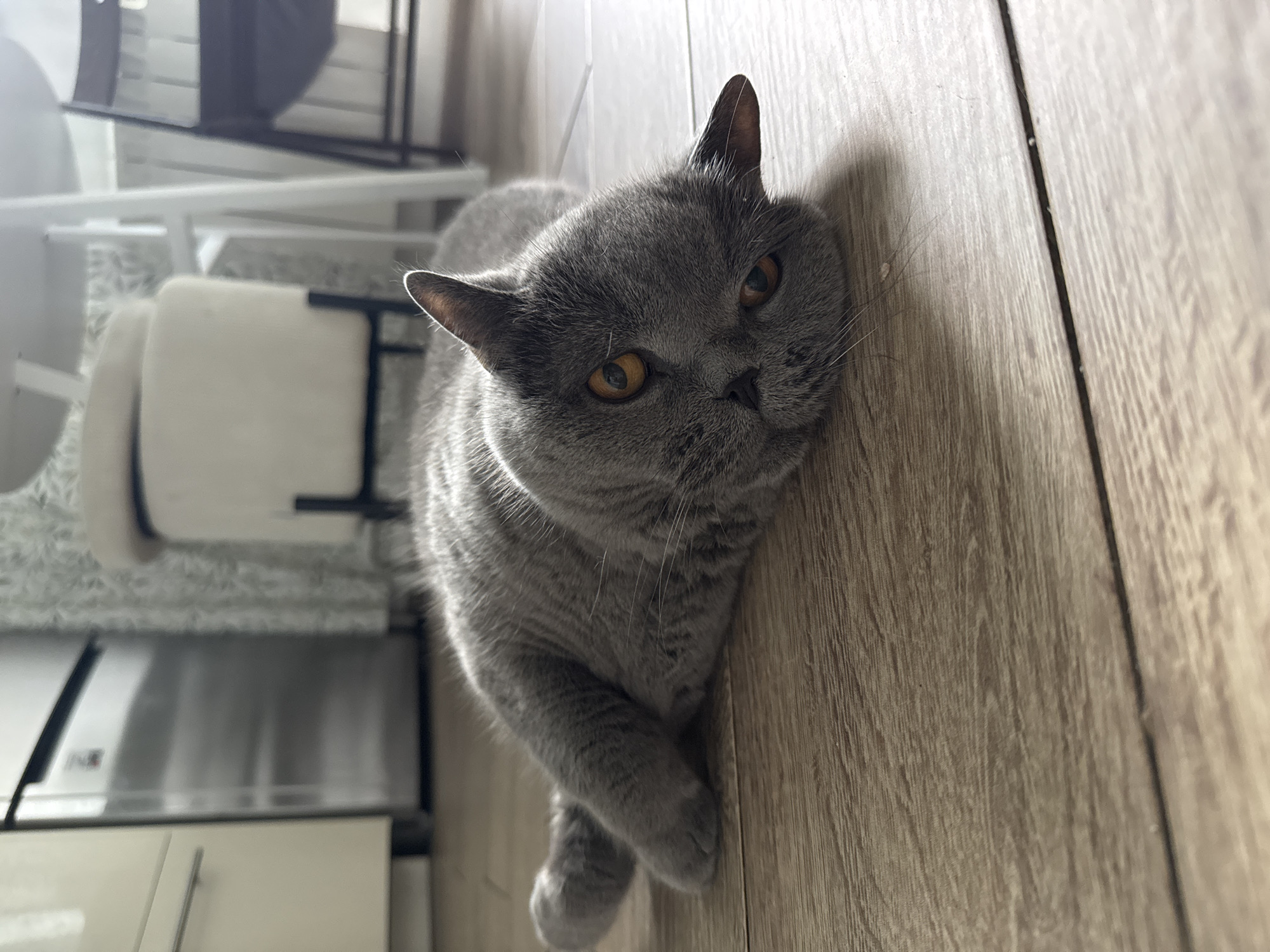 A British Shorthair cat lies on its side on a light brown wooden floor. The cat is gray with orange eyes and is looking towards the camera. In the background, a stainless steel refrigerator and a white chair are visible.