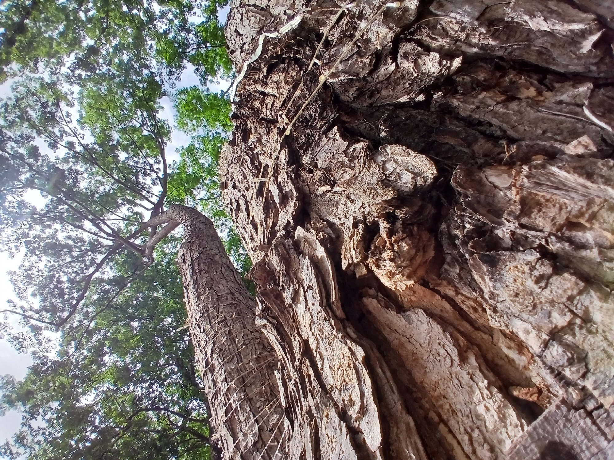 The image, taken from a low angle, features a tall tree with textured, deeply furrowed bark in Ciudad Guayana, Venezuela. The trunk dominates the right side of the frame, its bark ranging in color from light brown to dark gray. A rope or netting is visible wrapped around the left side of the trunk. The tree's canopy, filled with green leaves, occupies the upper left portion of the image, partially obscuring the sky. The lighting is uneven, with some areas of the bark brightly illuminated and others in shadow.