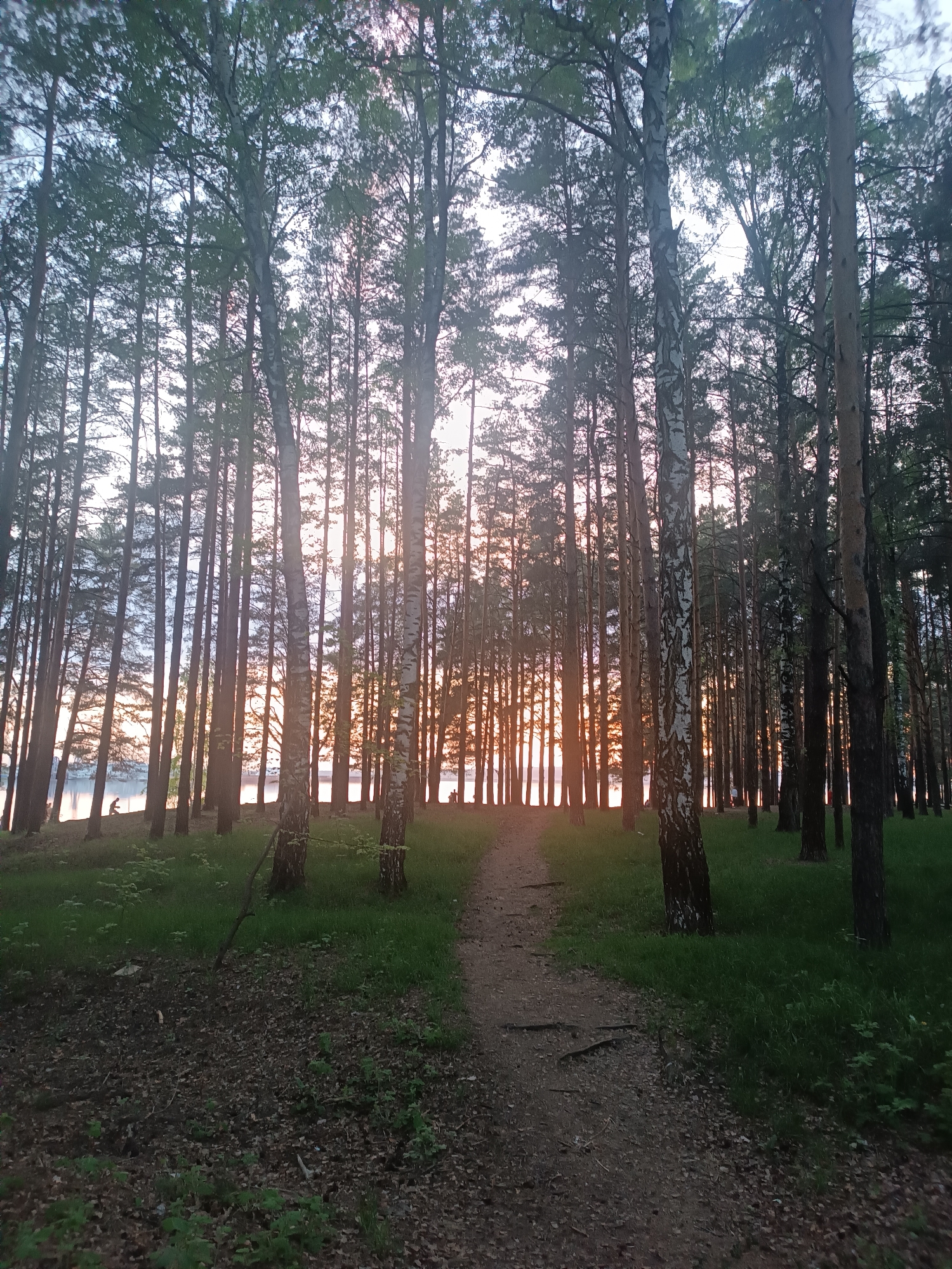 The image depicts a forest scene in Chaikovsky, Russia, at twilight. A dirt path leads from the foreground through the trees towards a sunset glow. Tall, thin trees dominate the view, some are birch trees with distinct white bark. Patches of grass and ground cover are visible on either side of the path. In the distance, there are suggestions of a body of water, with people visible on its shore. The overall light suggests it is early evening.