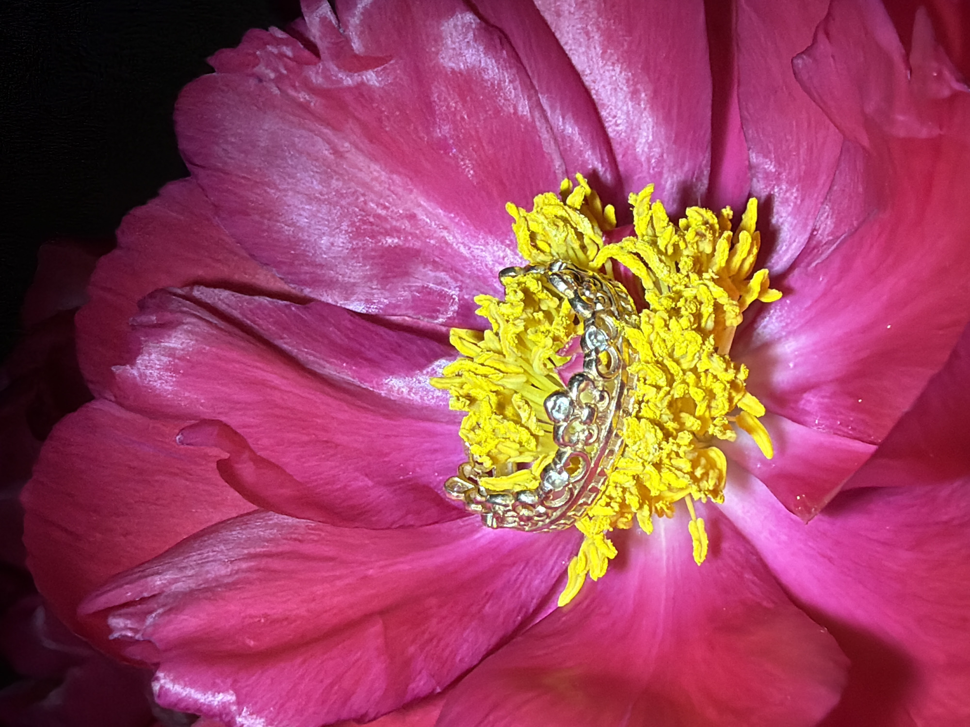 A close-up, top-down photograph showcases a vibrant pink peony flower, its broad petals filling most of the frame against a dark background. The petals are a rich, deep fuchsia color, displaying numerous folds, creases, and subtle textural variations, with some areas showing lighter pink or white highlights, possibly from light reflection or fine dust. At the center of the peony, a dense cluster of bright yellow stamens creates a striking contrast. Resting directly on these yellow stamens is a small, ornate ring, intricately designed in the shape of a miniature crown. The crown ring is made of a lustrous gold-colored metal and appears to be adorned with tiny, sparkling embellishments. The focused lighting illuminates the flower and the ring, emphasizing their details and vibrant colors. The overall composition is a still life, highlighting the beauty of the flower and the decorative jewelry. This image was captured in Chaikovsky, Russia.