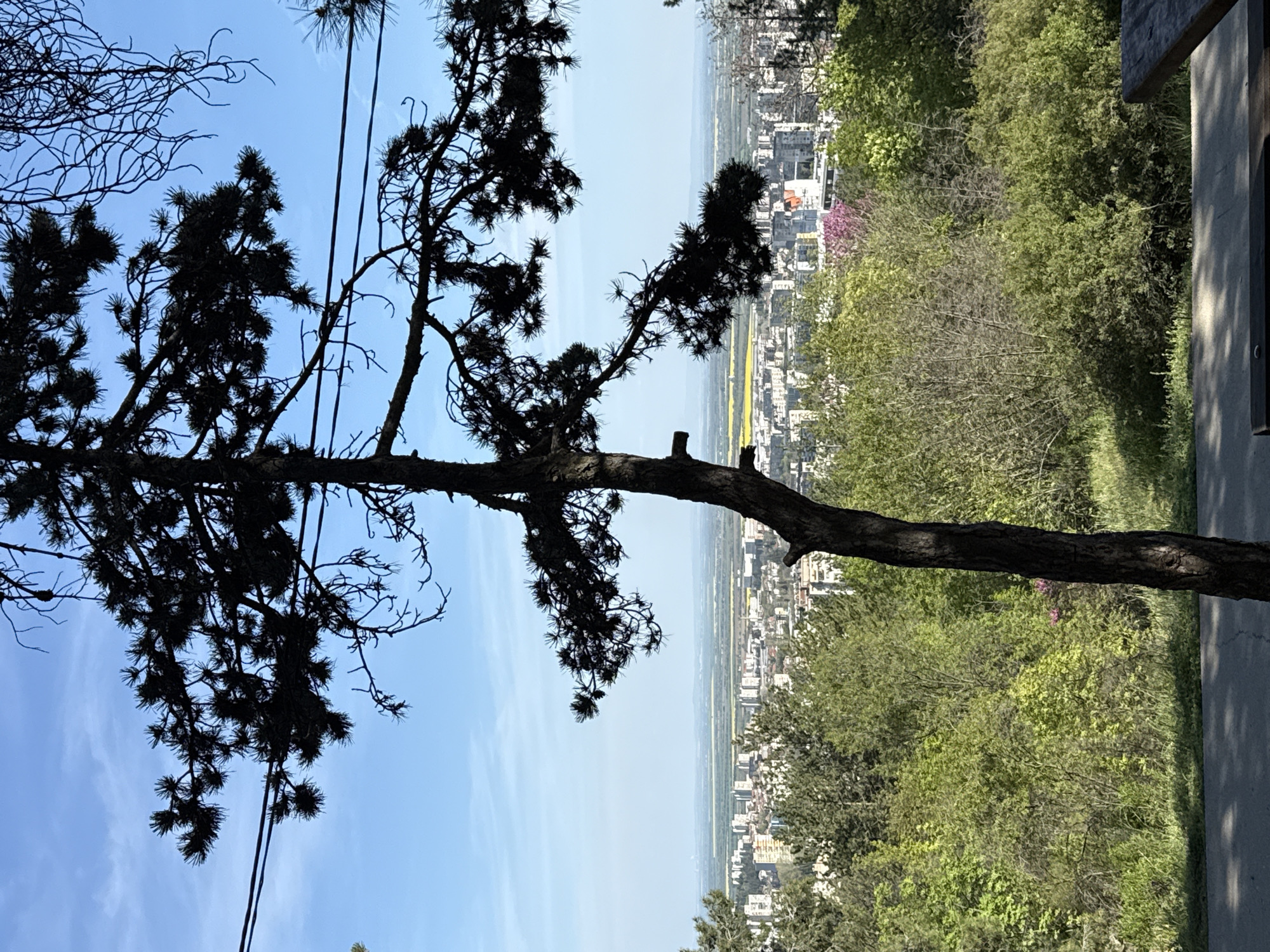 This panoramic image presents a scenic daytime view overlooking the city of Stara Zagora, Bulgaria, from an elevated vantage point. The foreground is dominated by a large, dark-silhouetted pine tree, its gnarled trunk and branches extending from the bottom left and center, framing the distant landscape. Against a clear, bright blue sky, the tree's needles and branches are sharply defined. Faint utility wires are visible running through the upper parts of the tree against the sky.
Beyond the prominent tree, the midground features abundant green foliage and bushes, with a small cluster of pink or purple flowers adding a touch of color. The urban sprawl of Stara Zagora fills the background, characterized by numerous buildings with light-colored rooftops and facades. Further into the distance, beyond the city, expansive agricultural fields appear, notable for distinct yellow patches, possibly indicating rapeseed or sunflower crops, stretching towards the horizon under a slight atmospheric haze.
On the far right side of the frame, a segment of a concrete path or structure is visible, partially cast in shadow. The scene is captured on a clear, sunny day, conveying a sense of tranquility and expanse. No people or visible text are present in the image, and no specific activities are occurring.