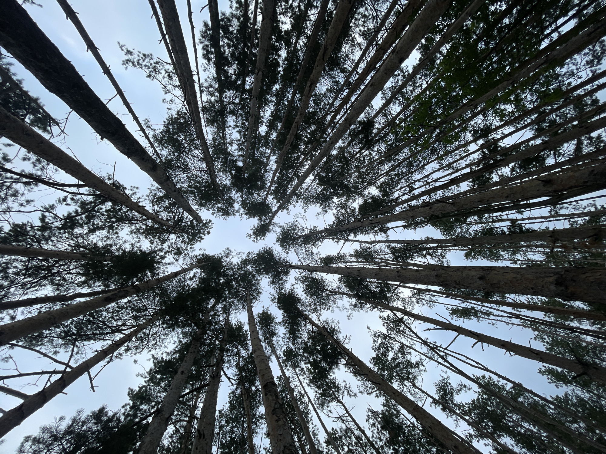 This is a low-angle, wide-shot photograph taken from within a pine forest. The perspective is looking directly upwards towards the sky, emphasizing the height and density of the pine trees. The trunks of numerous tall, slender pine trees dominate the frame, converging towards the center of the image, which is a patch of overcast sky. The branches and dark green needles of the trees create a textured canopy against the pale blue-grey sky. The scene is devoid of any human presence or man-made objects. The environment appears to be natural and wild. The image was taken in the village of Podshivalovo, Russia.