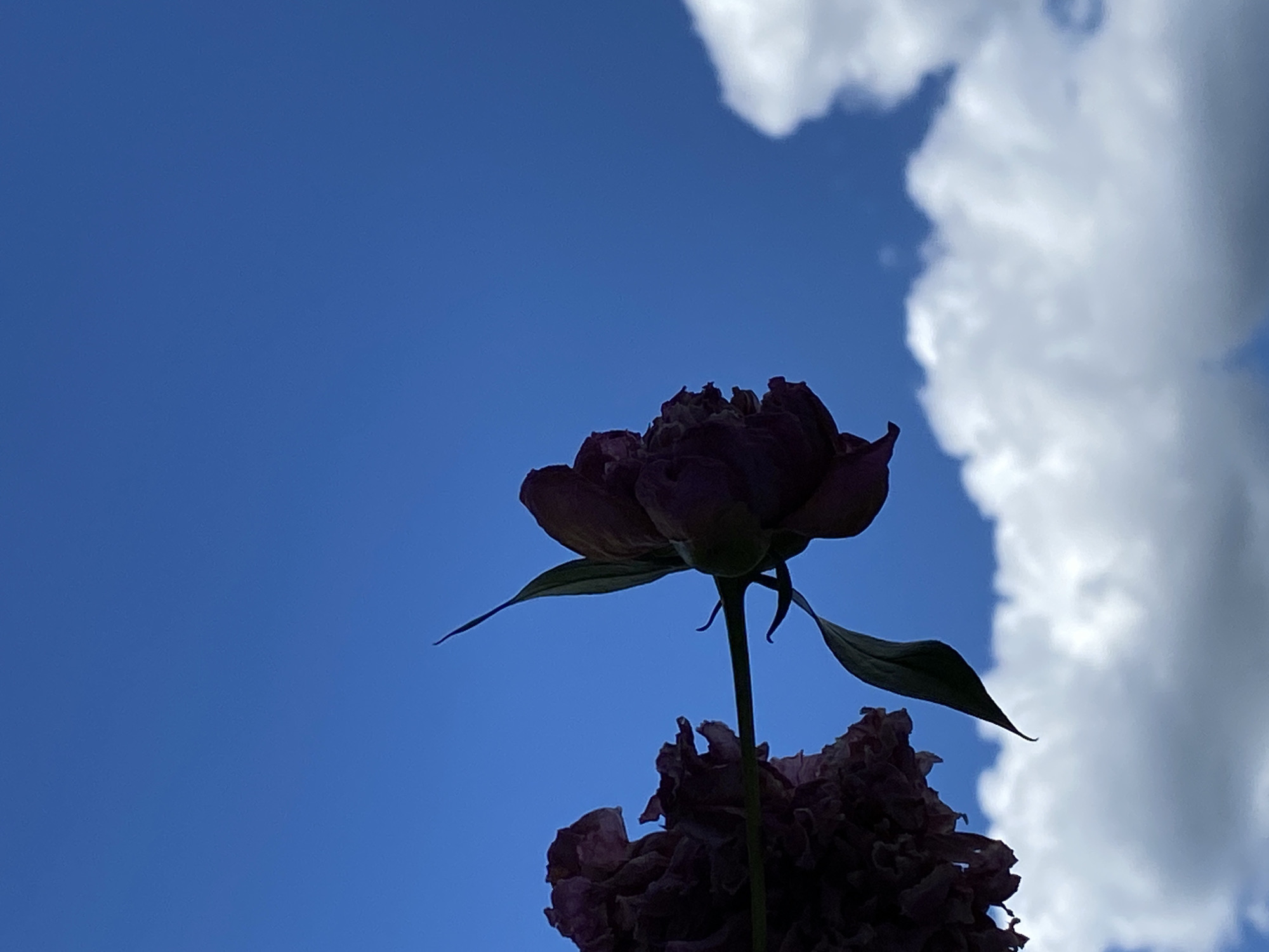 The image is an outdoor, low-angle shot of two dark purple peonies against a bright blue sky with scattered white clouds. One peony is in the foreground on the left, mostly silhouetted, with visible petals. A stem extends from it to the right, supporting a second peony that is more in focus and partially silhouetted. This second peony is in profile, showing its layered petals and a green leaf attached to the stem. The background is dominated by the clear blue sky, with fluffy white clouds concentrated at the bottom right of the frame. There are no people or man-made structures visible, suggesting the image was taken in a natural or garden setting. The context provided about Chaikovsky, Russia, does not appear to be directly depicted or inferable from the visual elements alone.