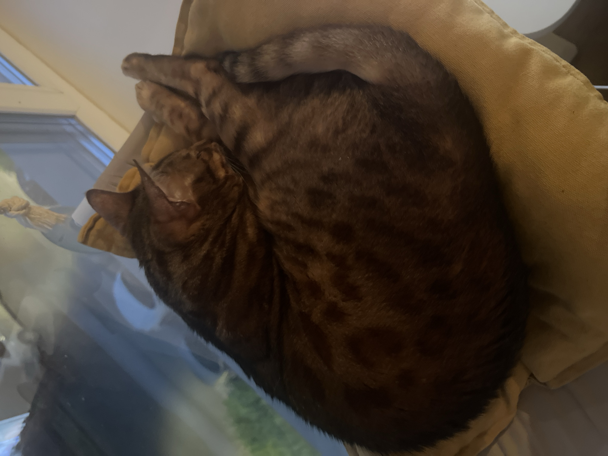A brown tabby cat is sleeping curled up on a tan pillow. The cat is facing left, with its head tucked into its body. Its tail is wrapped around its body. The pillow is on a piece of furniture, possibly a cat tree. In the background, a window with blinds is visible, and beyond that, some greenery and a blurry reflection of a car and a building. The lighting suggests it is daytime.
