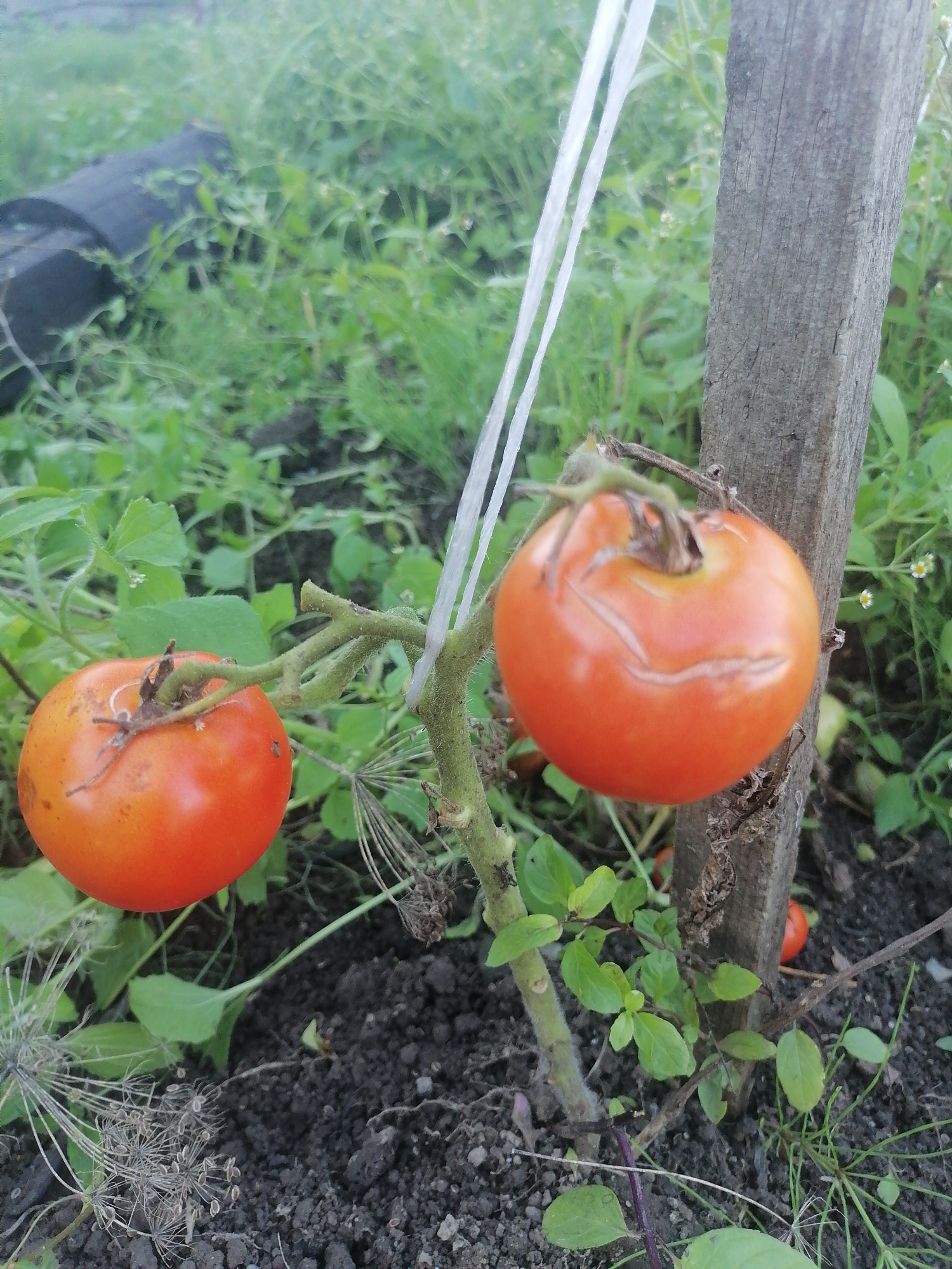 In Novopokrovka, Russia, two ripe tomatoes are visible on a plant growing near a wooden stake. One tomato is on the left side of the image, and the other is on the right. Both are reddish-orange in color, and the one on the right has a visible crack on its surface. The tomatoes are supported by a thin white cord tied to the stake. The surrounding area is filled with green foliage and dark soil. In the background, a black cylindrical object is partially visible, suggesting it might be a garden tool or material. The scene appears to be an outdoor garden environment.
