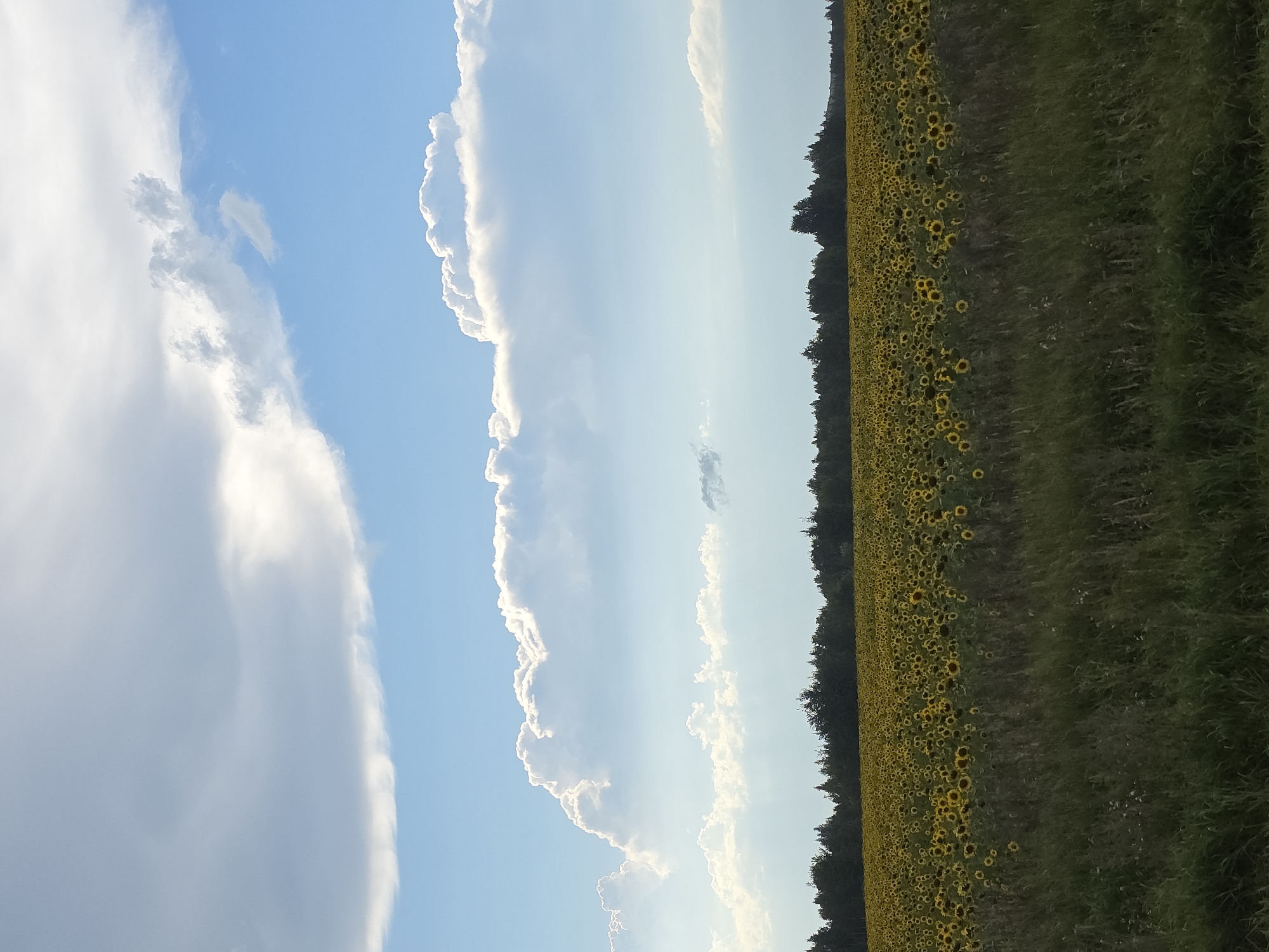 A wide shot captures a vast field of sunflowers stretching towards a dense line of dark green trees under a bright blue sky filled with dramatic, fluffy white clouds. The foreground is dominated by tall, wild grass in various shades of green and brown. The sunflower field, located in the city of Nagorny, Russia, appears to be in full bloom, with the yellow petals of the flowers creating a vibrant carpet across the landscape. The sky features several layers of clouds, with larger, more textured formations higher up, and thinner, wispy clouds closer to the horizon. The overall impression is one of a rural, natural scene on a clear, partly cloudy day.