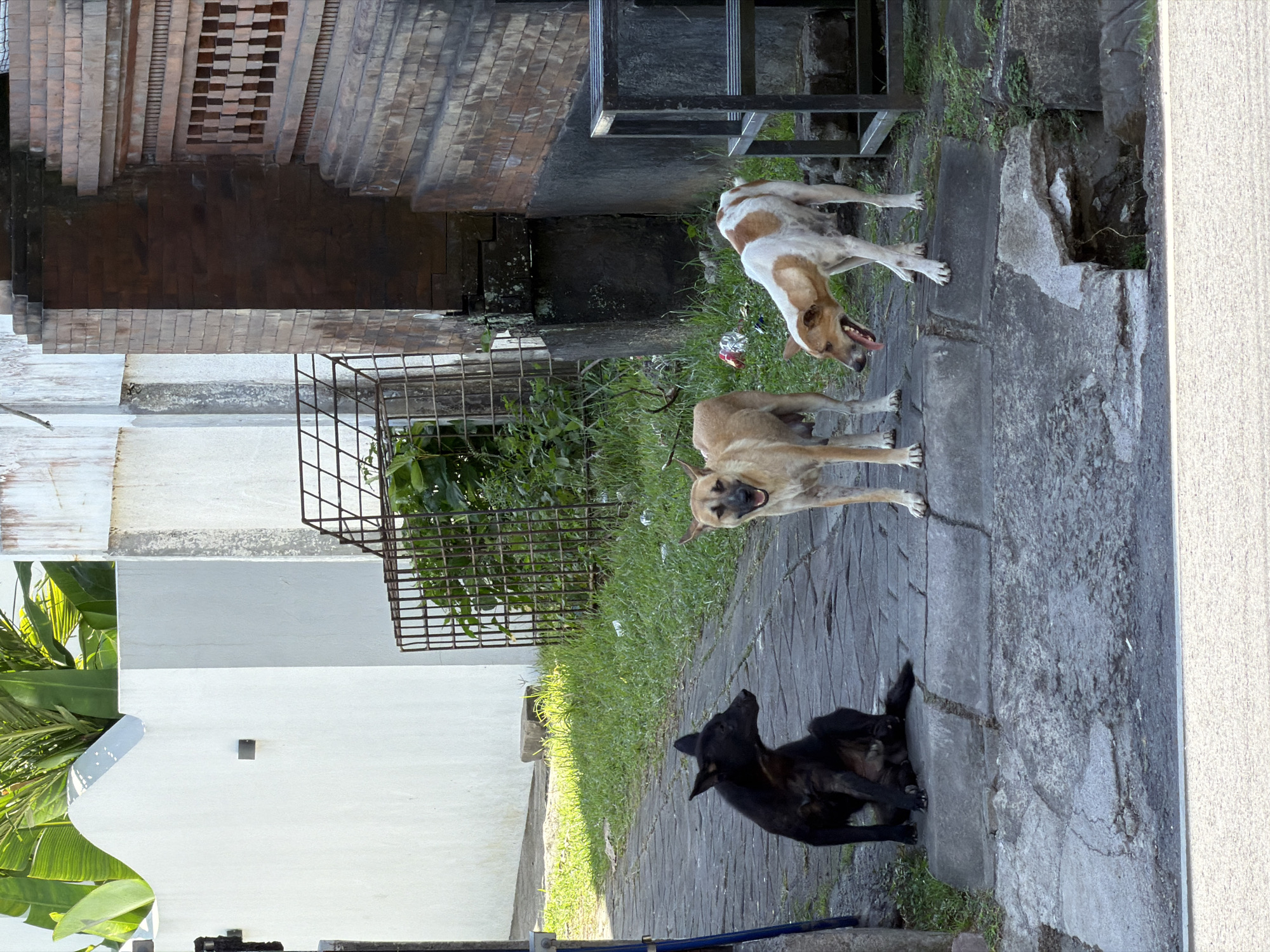 In the city of Mengwi, Indonesia, three dogs are present on a paved walkway. To the left, a black dog sits, facing to the right. In the center, a tan dog stands, facing forward and panting. To the right, a tan and white dog stands with its mouth open, appearing to pant as well. The walkway is bordered by a curb and grassy areas. In the background, there is a white wall, a brick structure, and a metal cage. The lighting suggests it is daytime, with shadows cast on the ground.