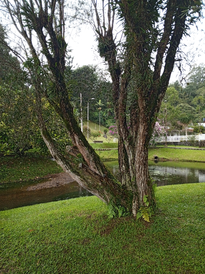 This image captures a serene, lush green landscape, likely a park or garden in Khe Sanh Commune, Vietnam. In the foreground, a large, multi-trunked tree dominates the right side of the frame, its textured bark heavily adorned with green epiphytes such as ferns and mosses. Its branches reach upwards, some bare and others sparsely covered with leaves, against a bright, overcast sky.
To the left of the tree, a narrow, shallow stream flows, transitioning into a wider, calmer pond further to the right. The water's surface reflects the muted light and shows some floating greenery. A dark pipe or culvert is visible on the far right edge of the pond. Manicured green grass covers the foreground and slopes up towards the middle ground, where more dense foliage and trees are visible.
In the mid-ground, behind the water and grassy slope, there are hints of human development. White railings or a low fence line a path or border around the wider pond area. Further back, a grassy hill features scattered trees, some colorful flowering plants (appearing pink or purple), and two tall utility poles or streetlights. The background consists of dense, verdant hills under an overcast sky, suggesting a peaceful, natural environment. No people or visible text are present, and the time of day appears to be daytime with diffused lighting, indicating an overcast or cloudy weather condition.